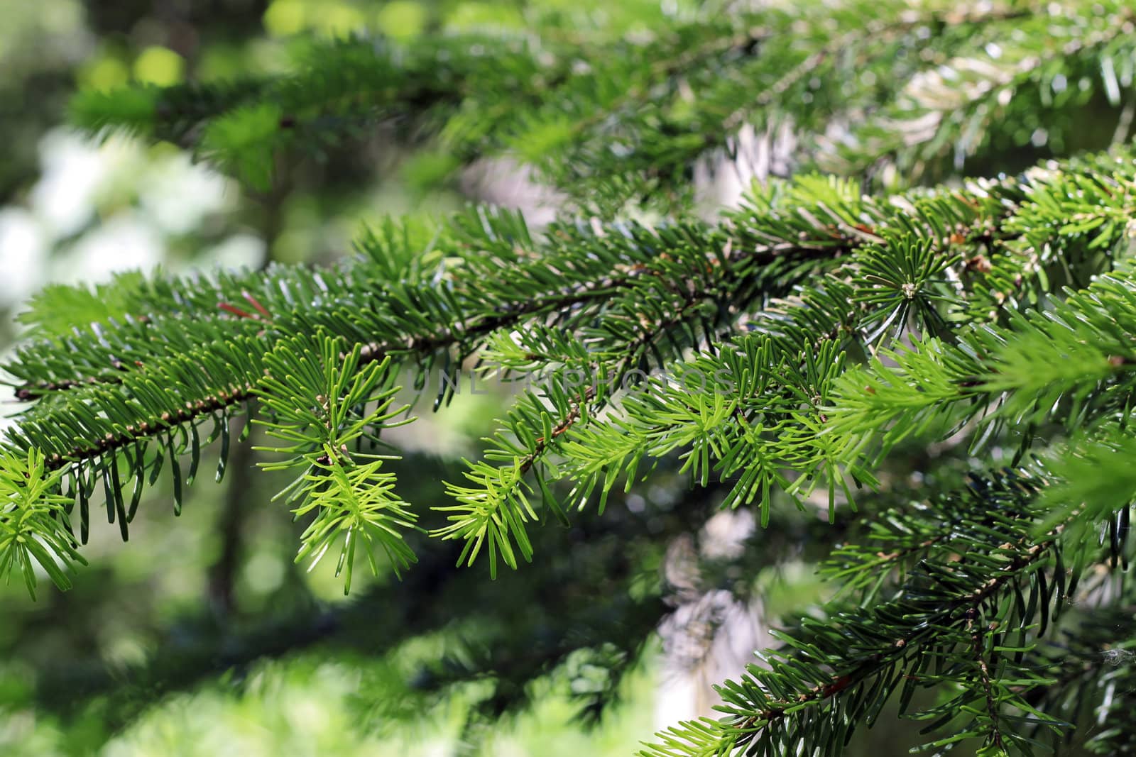 New green pins of the fir branch