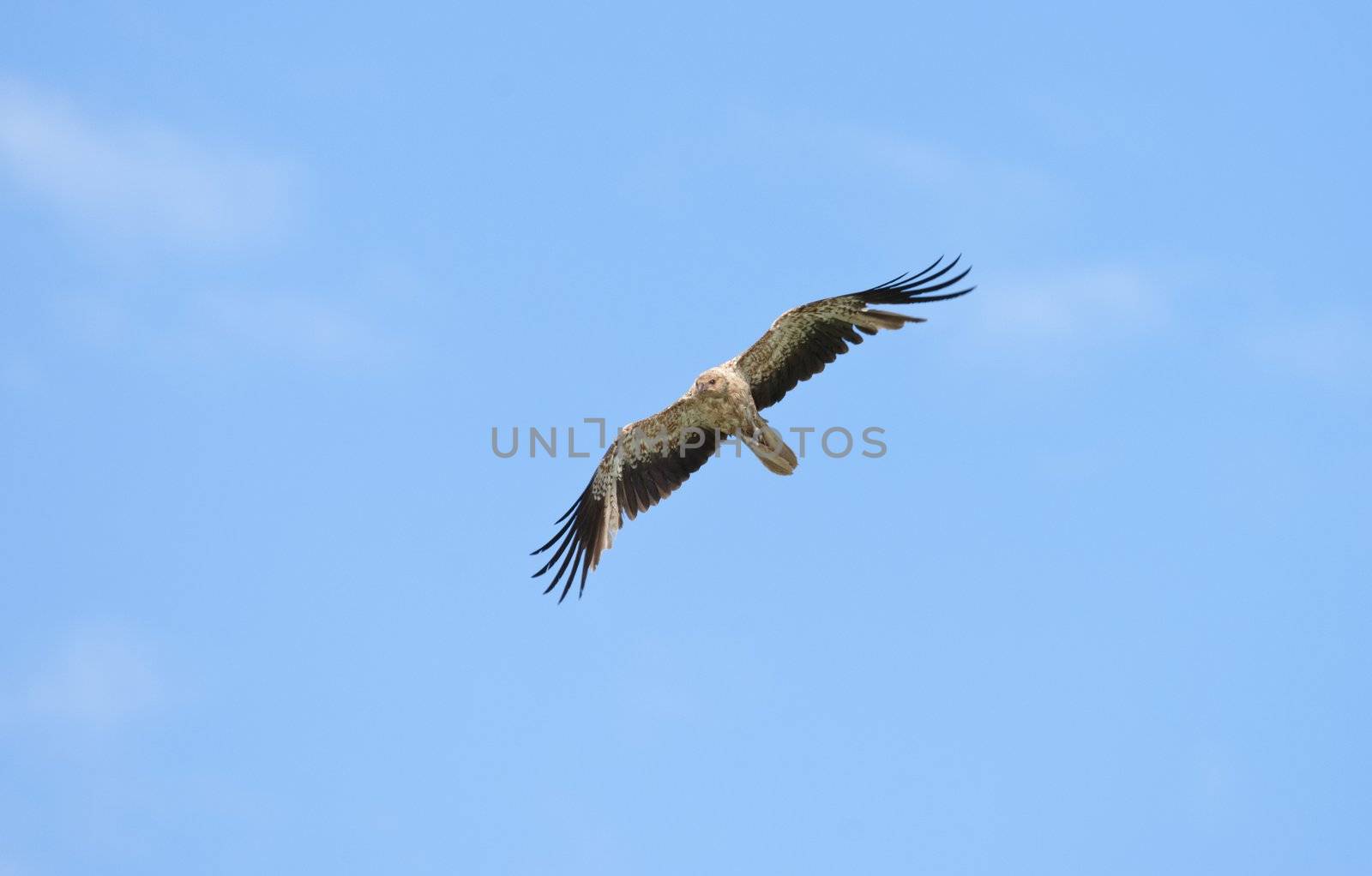 whistling kite blue sky by clearviewstock
