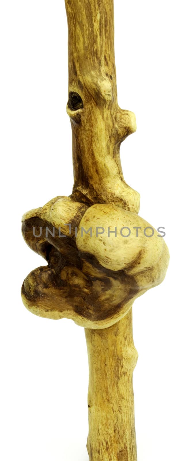 Outgrowth on tree trunk on  white background