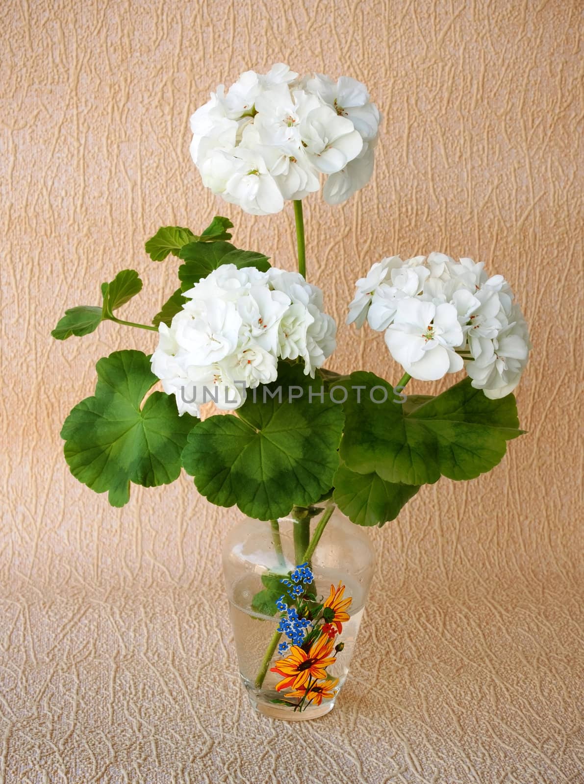 Pelargonium branch with three flowers in a vase