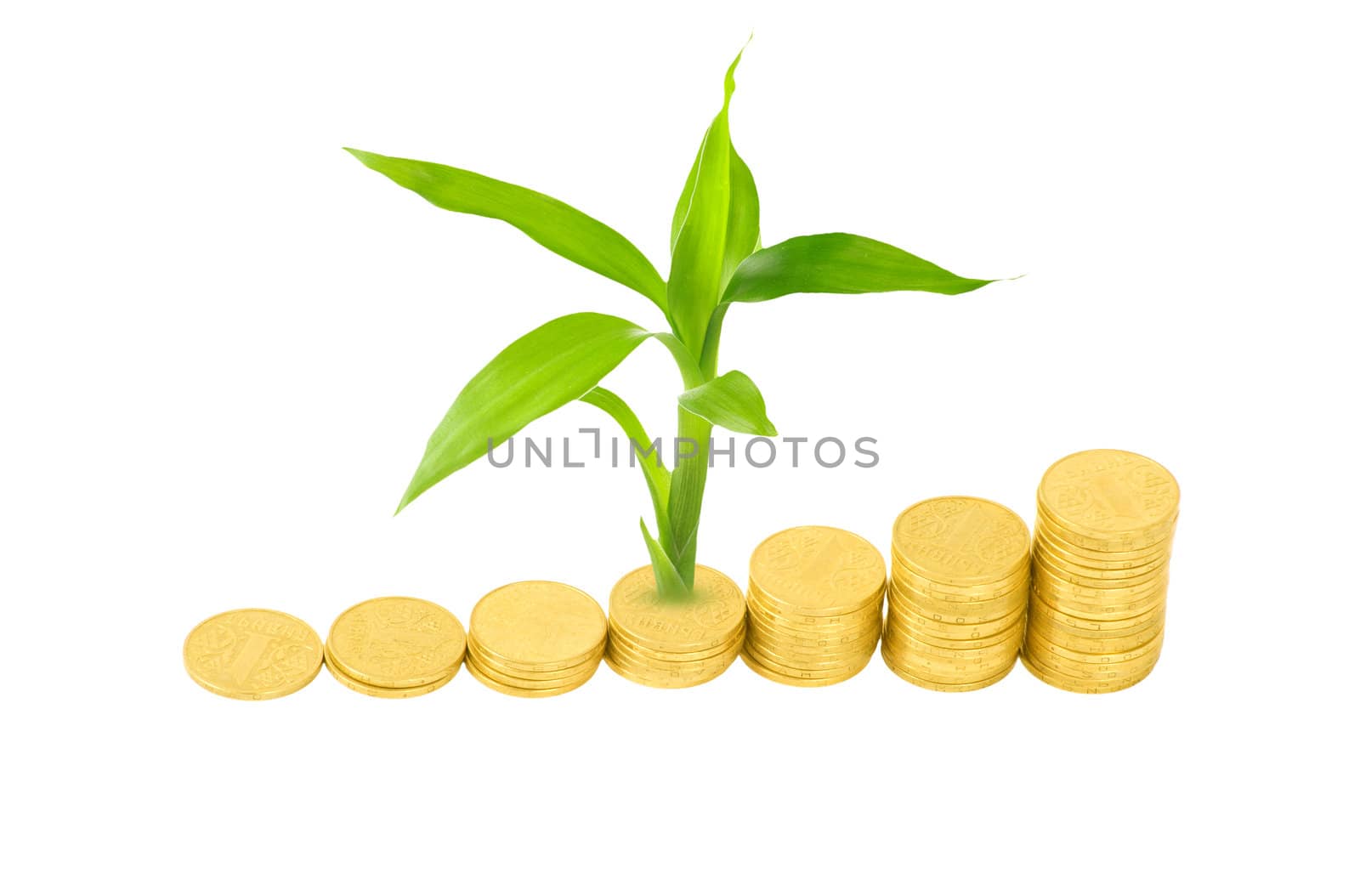 gold coins and plant isolated on white