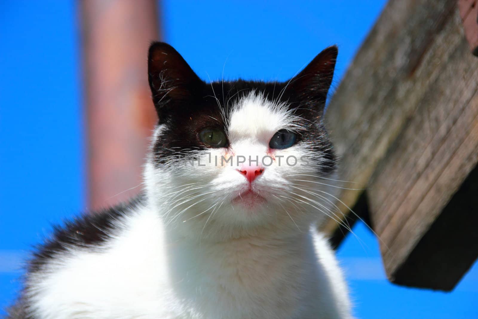 cat with different eyes, black and white