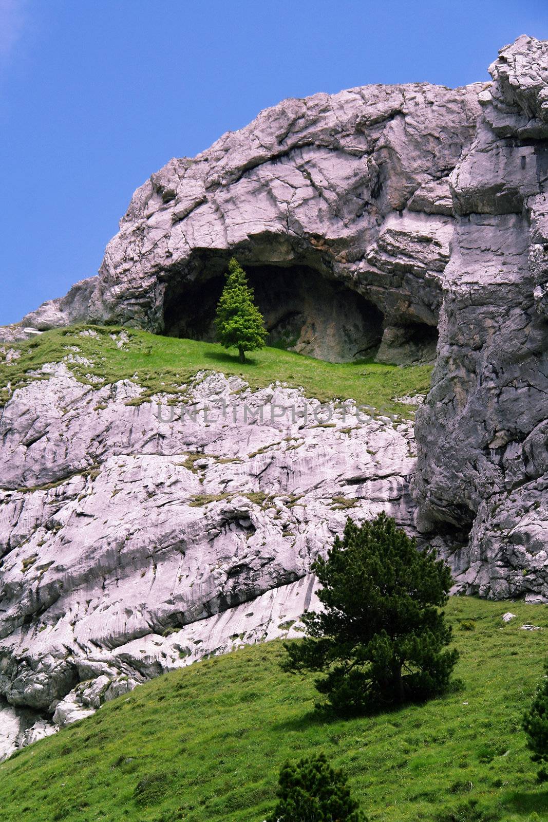 Lonely Mountain Tree with grey Rocks