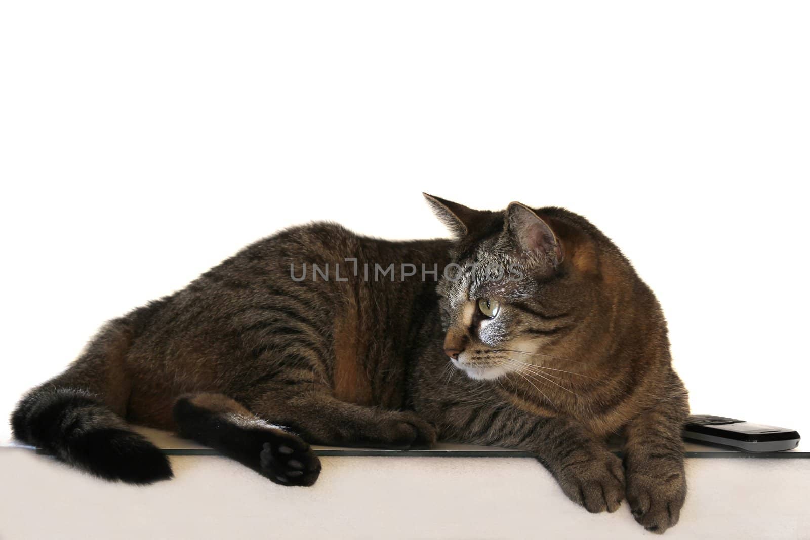 striped cat with a mobile phone on a white background