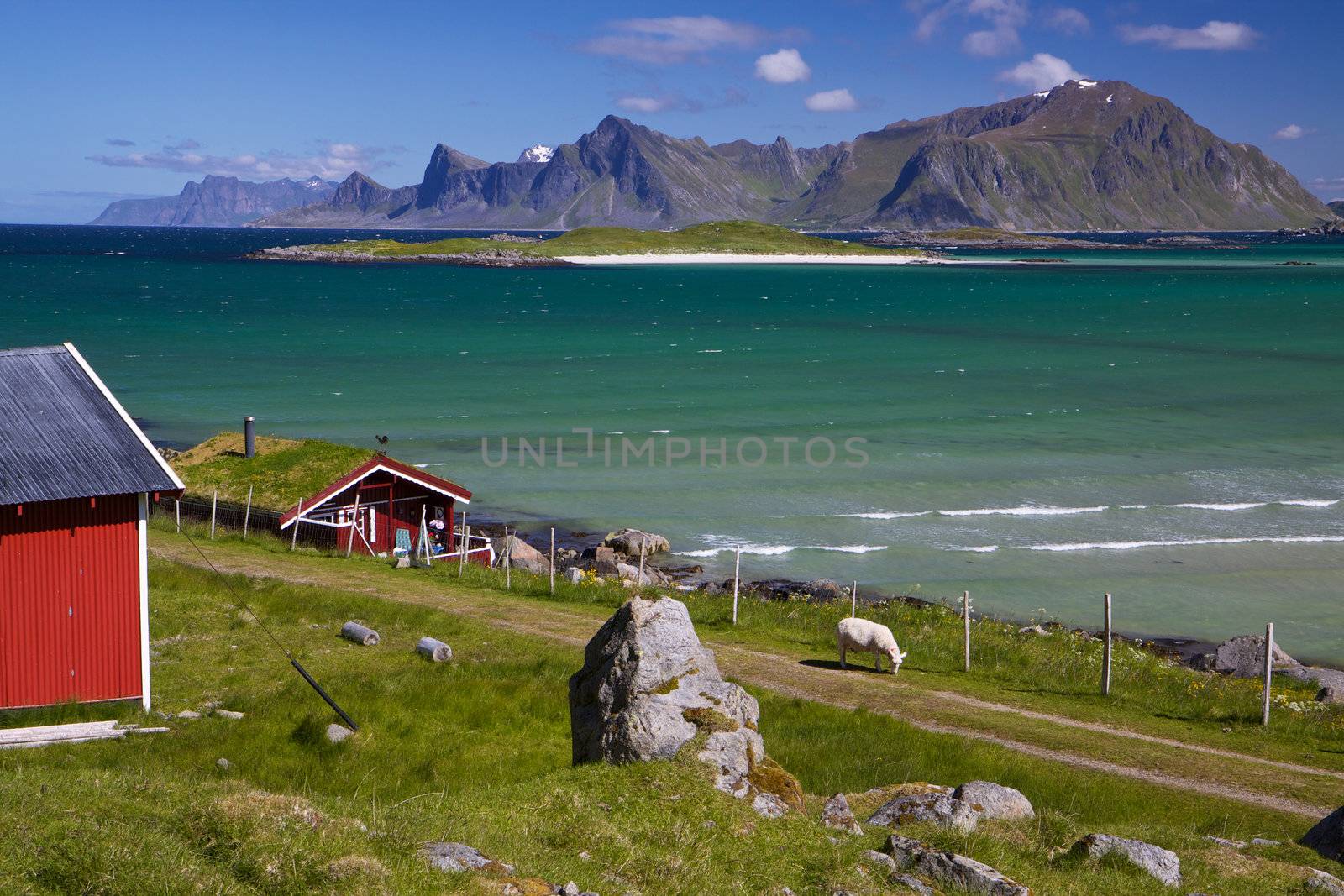 Animal farm with sod roof on Lofoten islands in Norway