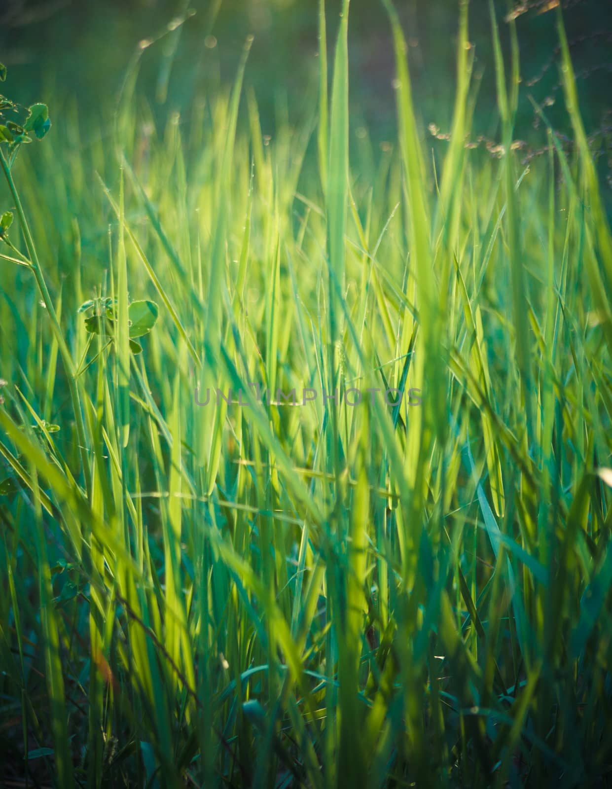 green summer grass in sunlight