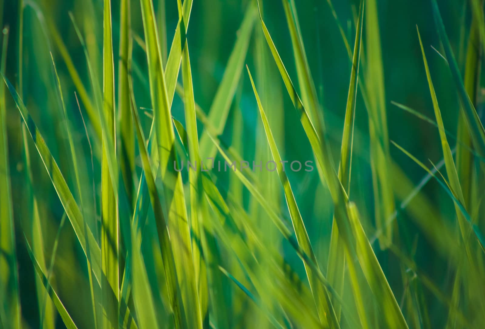 green summer grass in sunlight