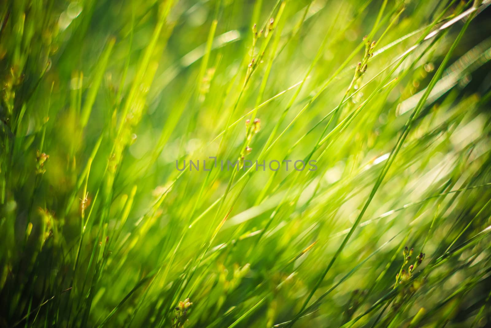 Fresh spring green grass by ryhor