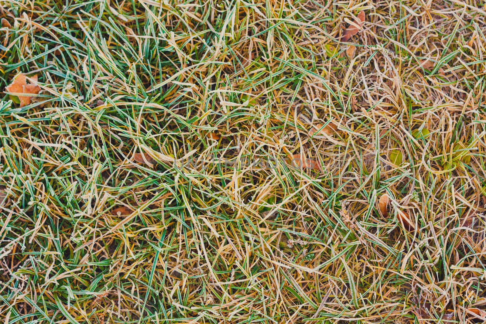 hoar frost green grass under autumn sun