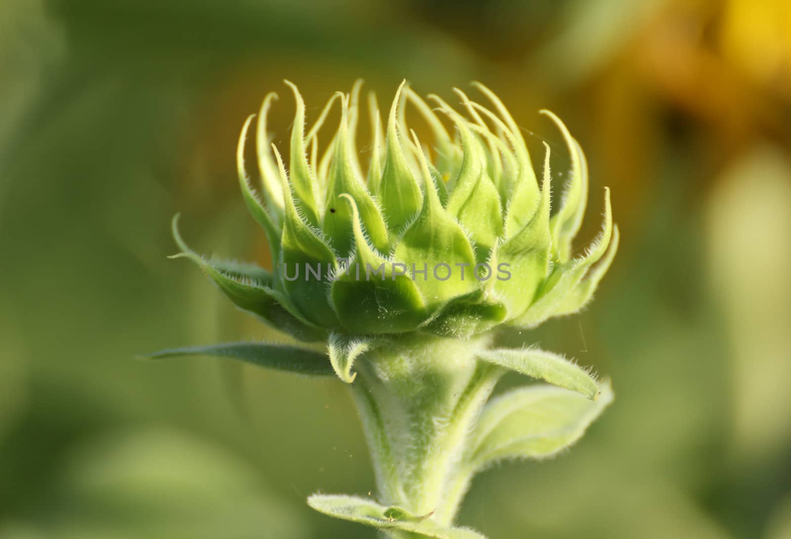 Sunflower are a beautiful bloom