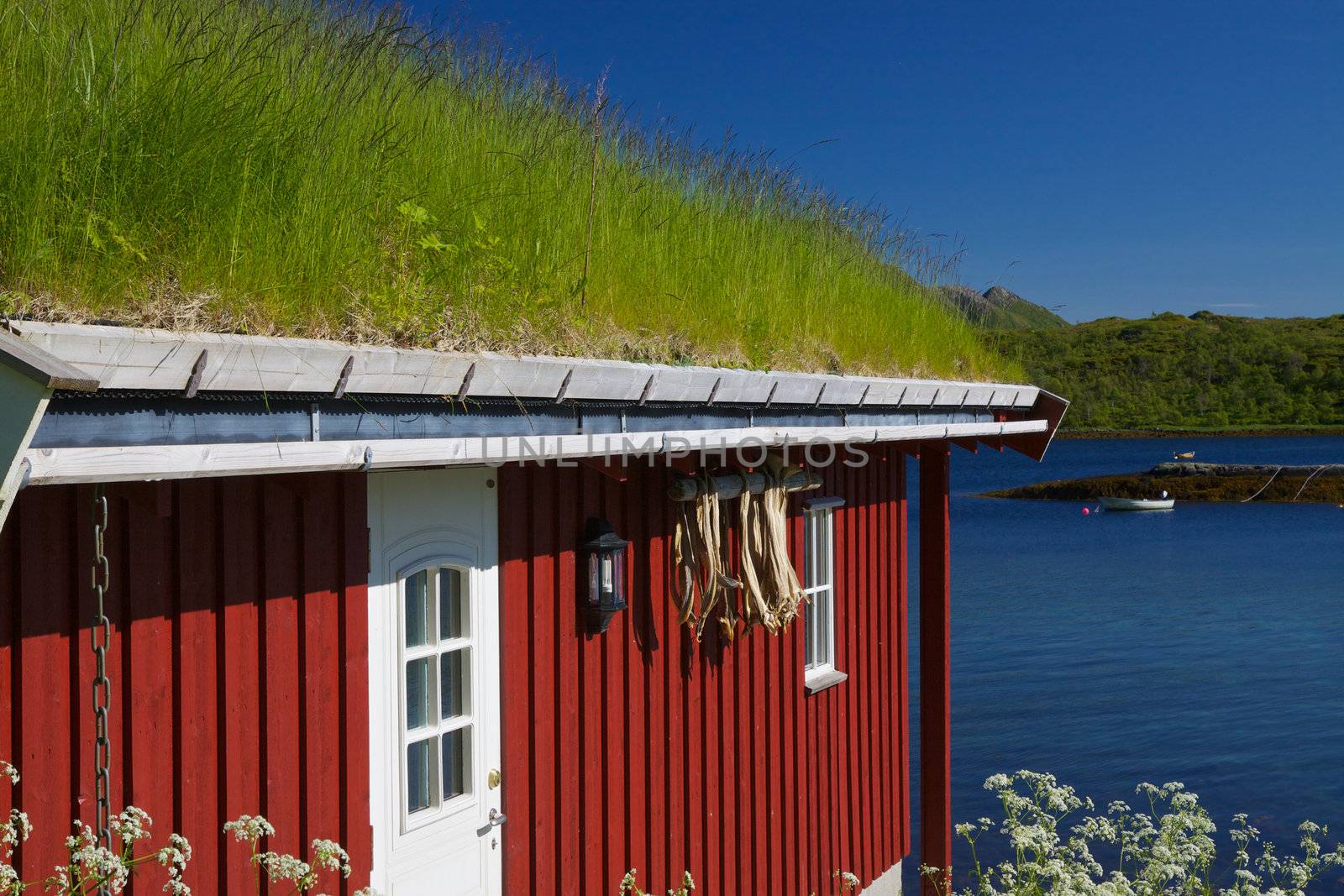 Typical norwegian rorbu hut with sod roof and drying stock fish on Lofoten islands