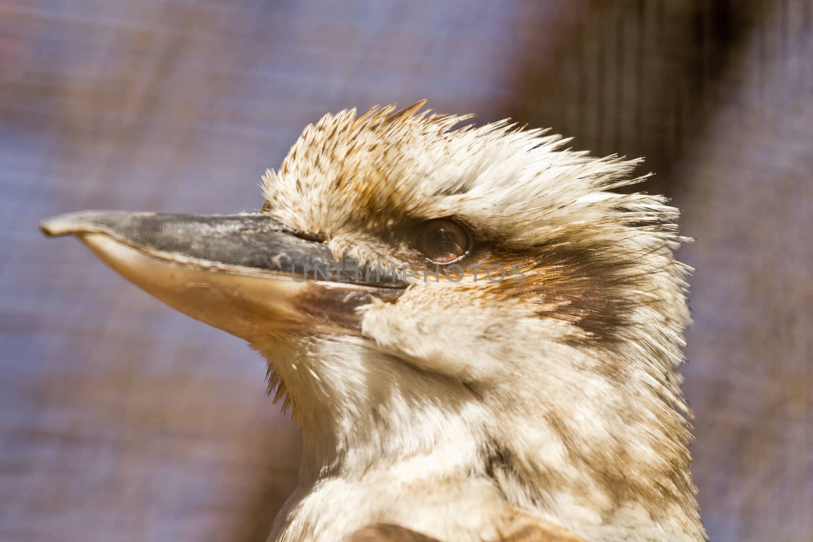 Headshot of a Laughing Kookaburra, a famous Australian bird which make laughter like sounds