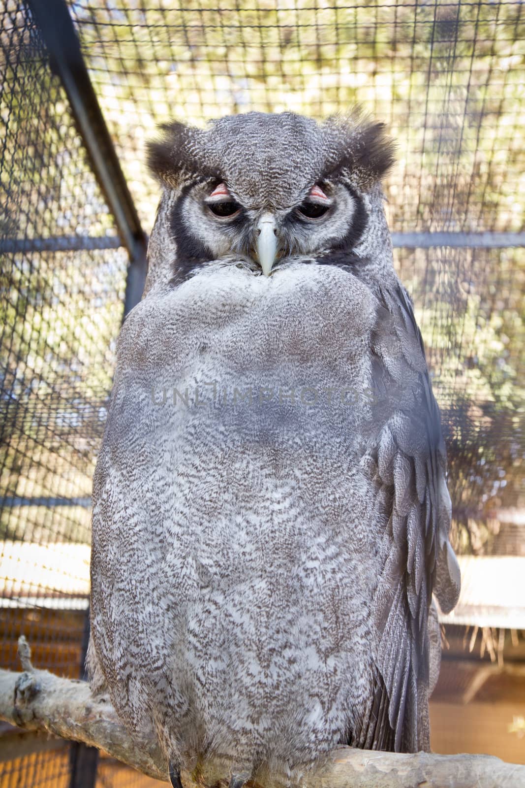 Verraux’s Eagle-Owl, also known as Giant or Milky Eagle Owl with a wing span of over a meter and a half