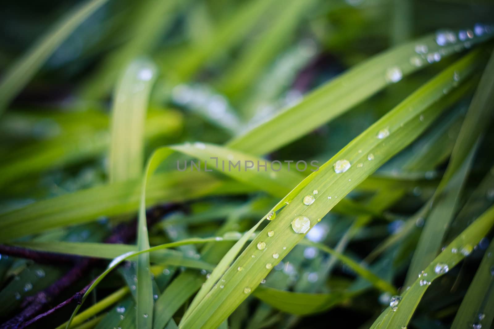 Water drops on the fresh green grass by ryhor