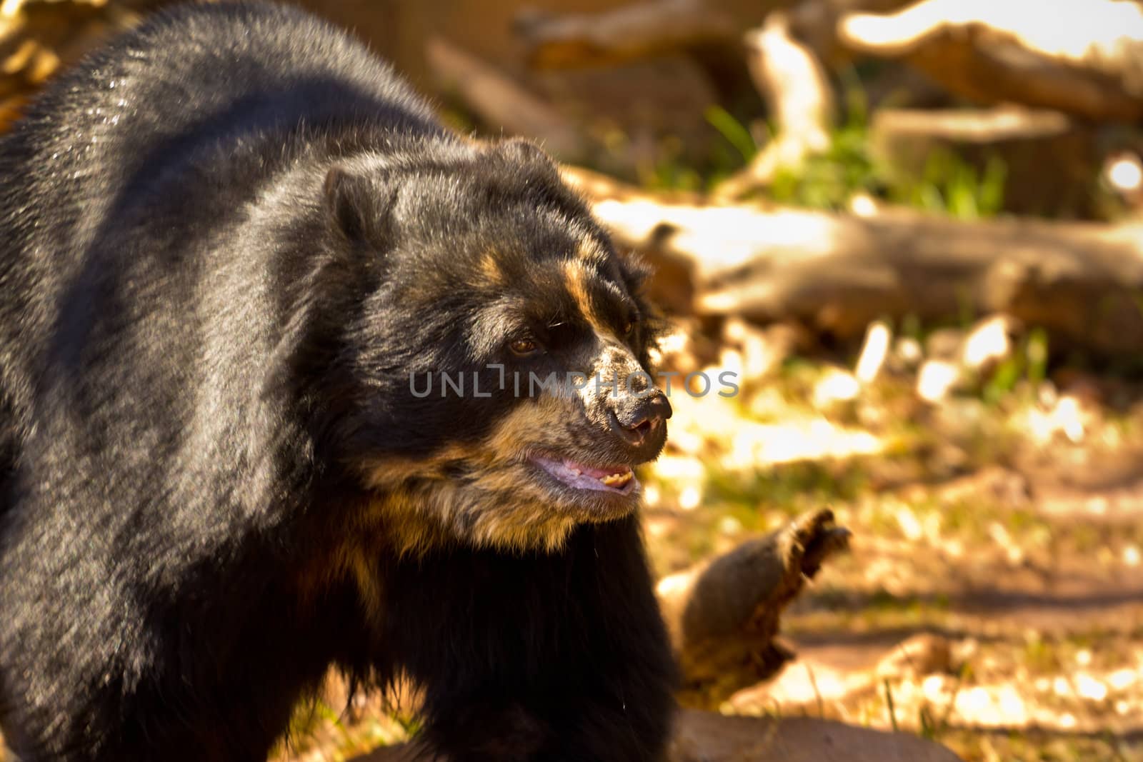 A big black bear strolling in a park in South Africa