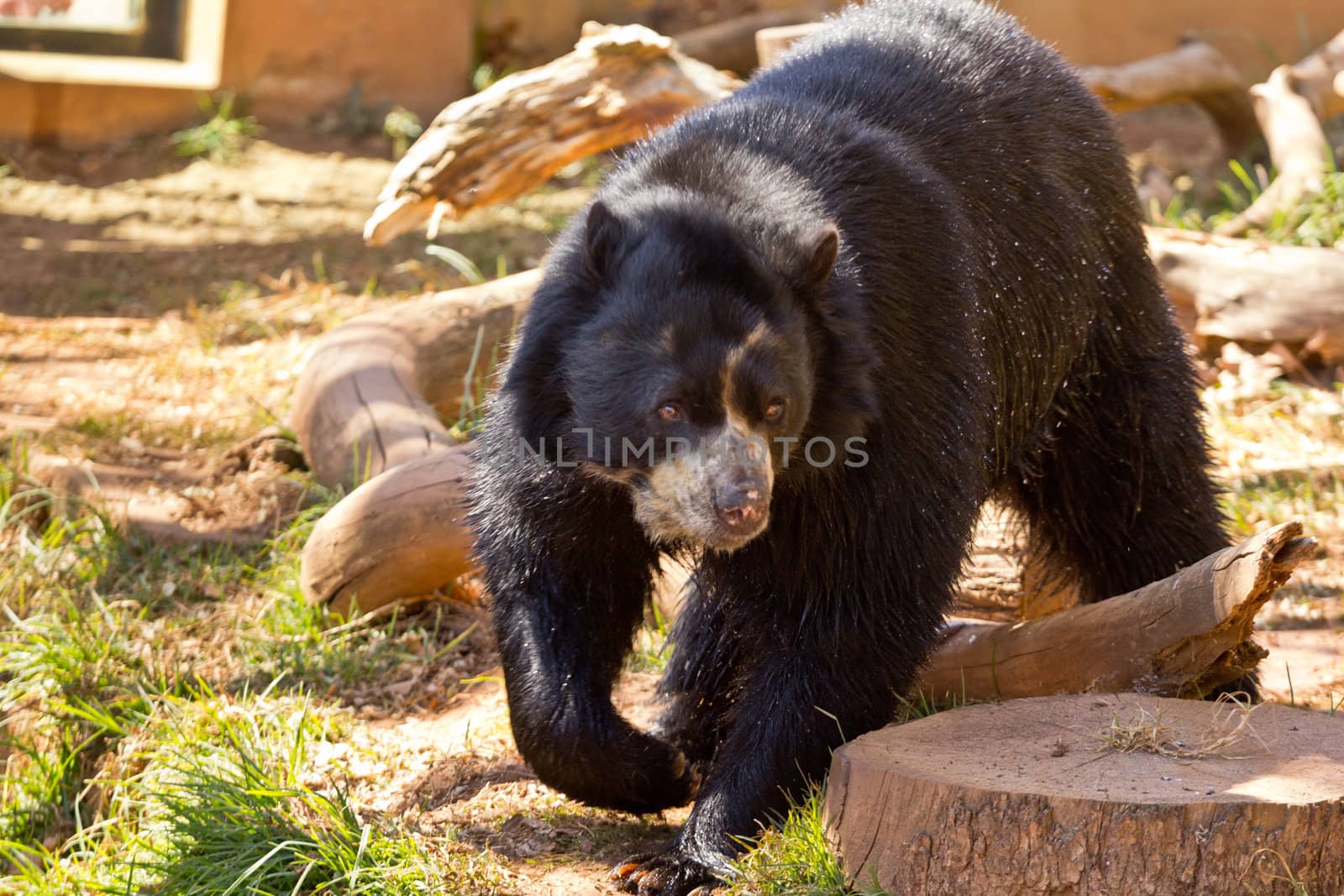 A big black bear strolling in a park in South Africa
