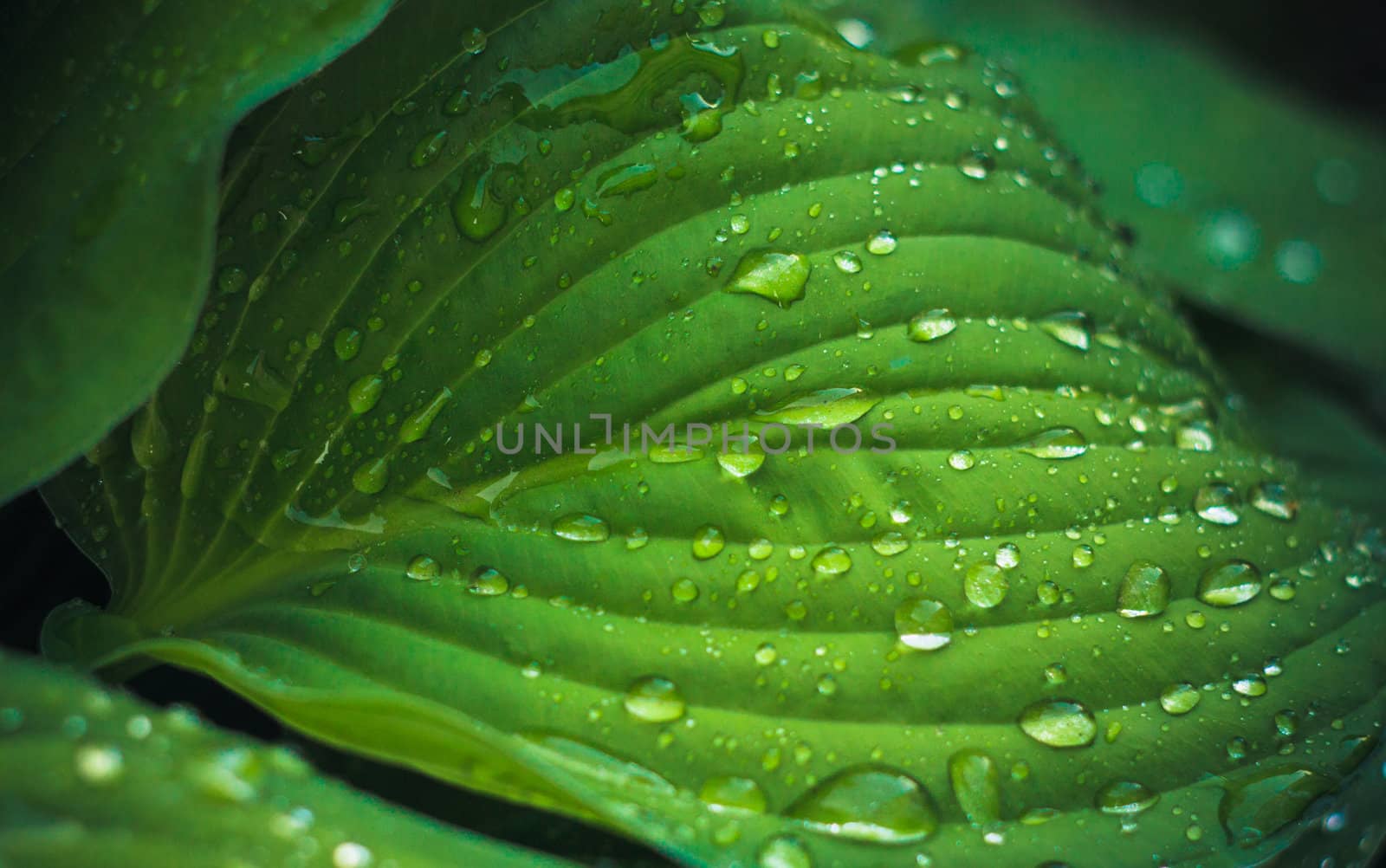 Water drops on the fresh green leaf by ryhor