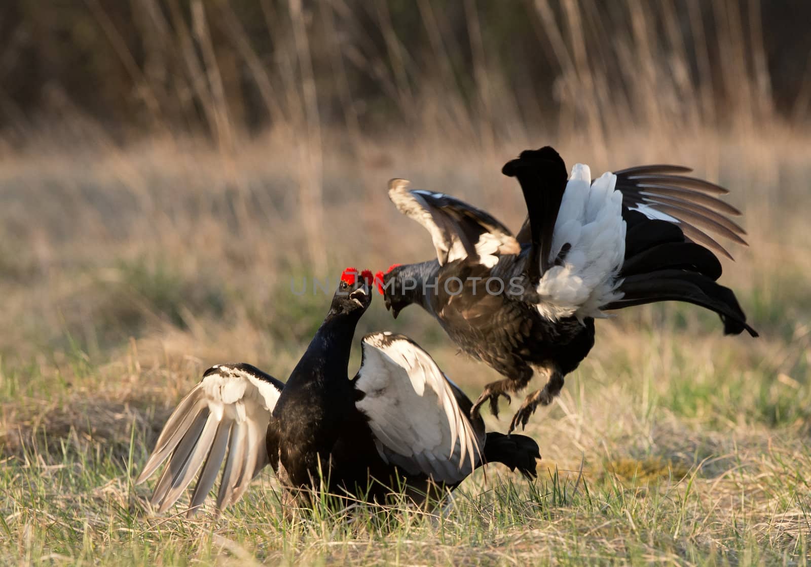 Black Grouse  (Tetrao tetrix) at lek. Spring.  Russia.