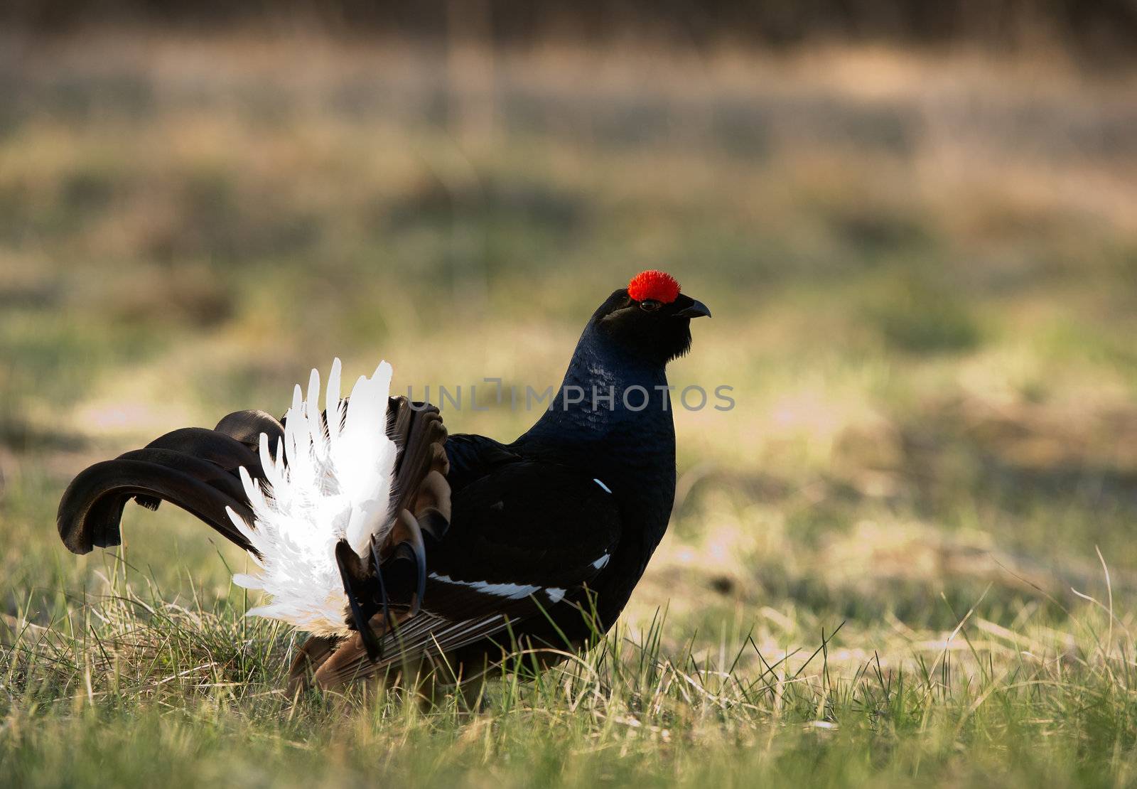 Black Grouse  (Tetrao tetrix) at lek. Spring.  Russia.