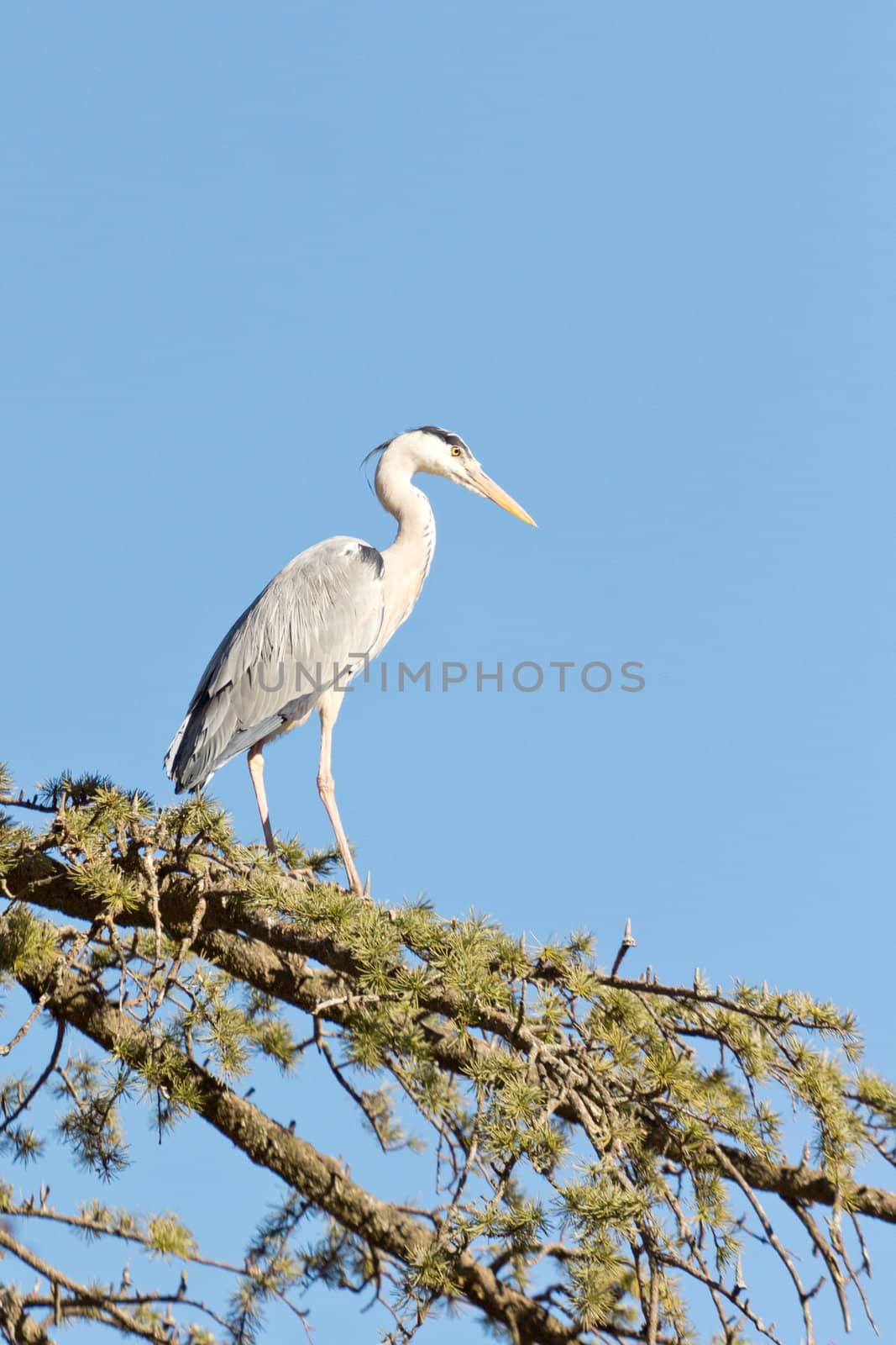 A Crane on a tree by derejeb