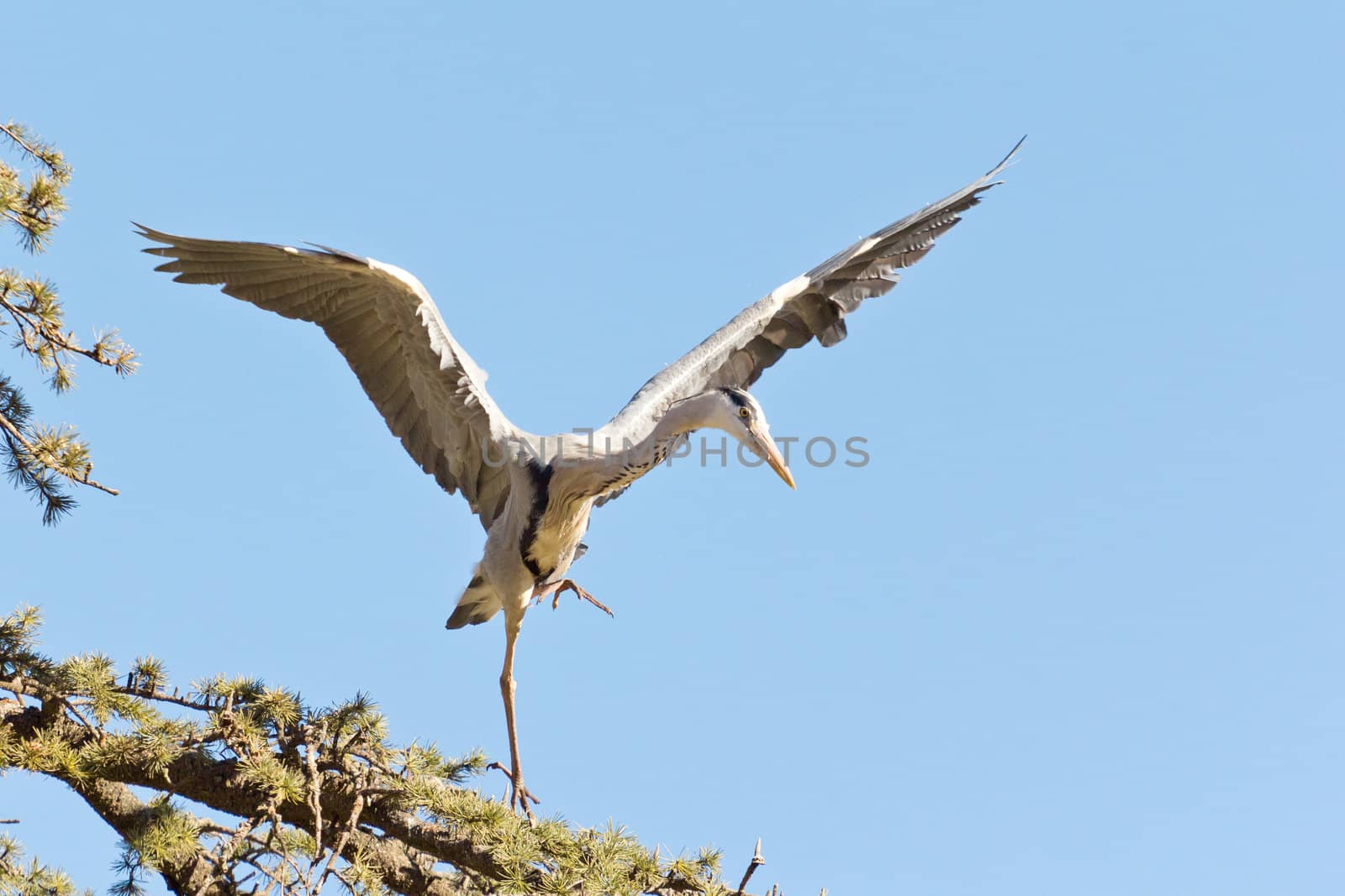 A Crane in flight frozen in mid air as it is about to land