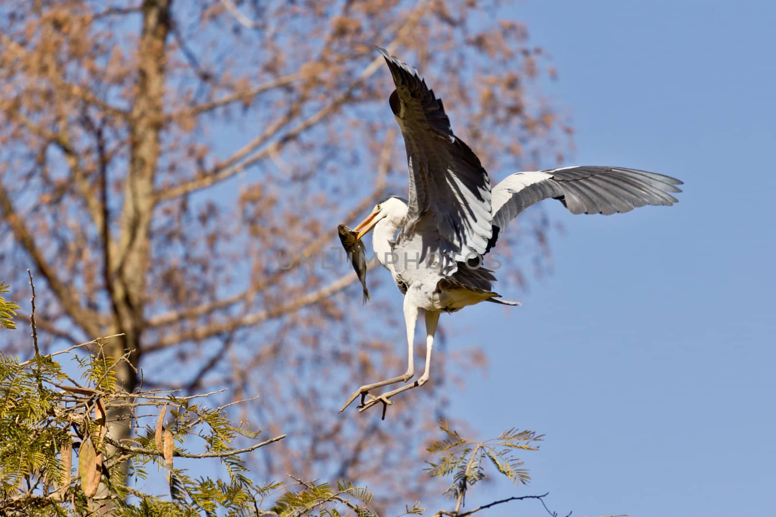 A Crane landing with a fish in it's beak by derejeb