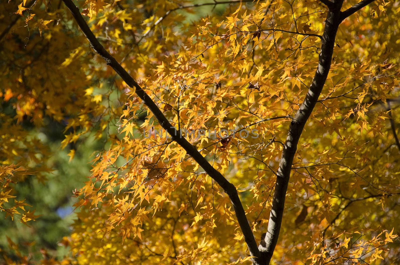 Branch of yellow golden leaves of japanese maple, Acer palmatum in autumn