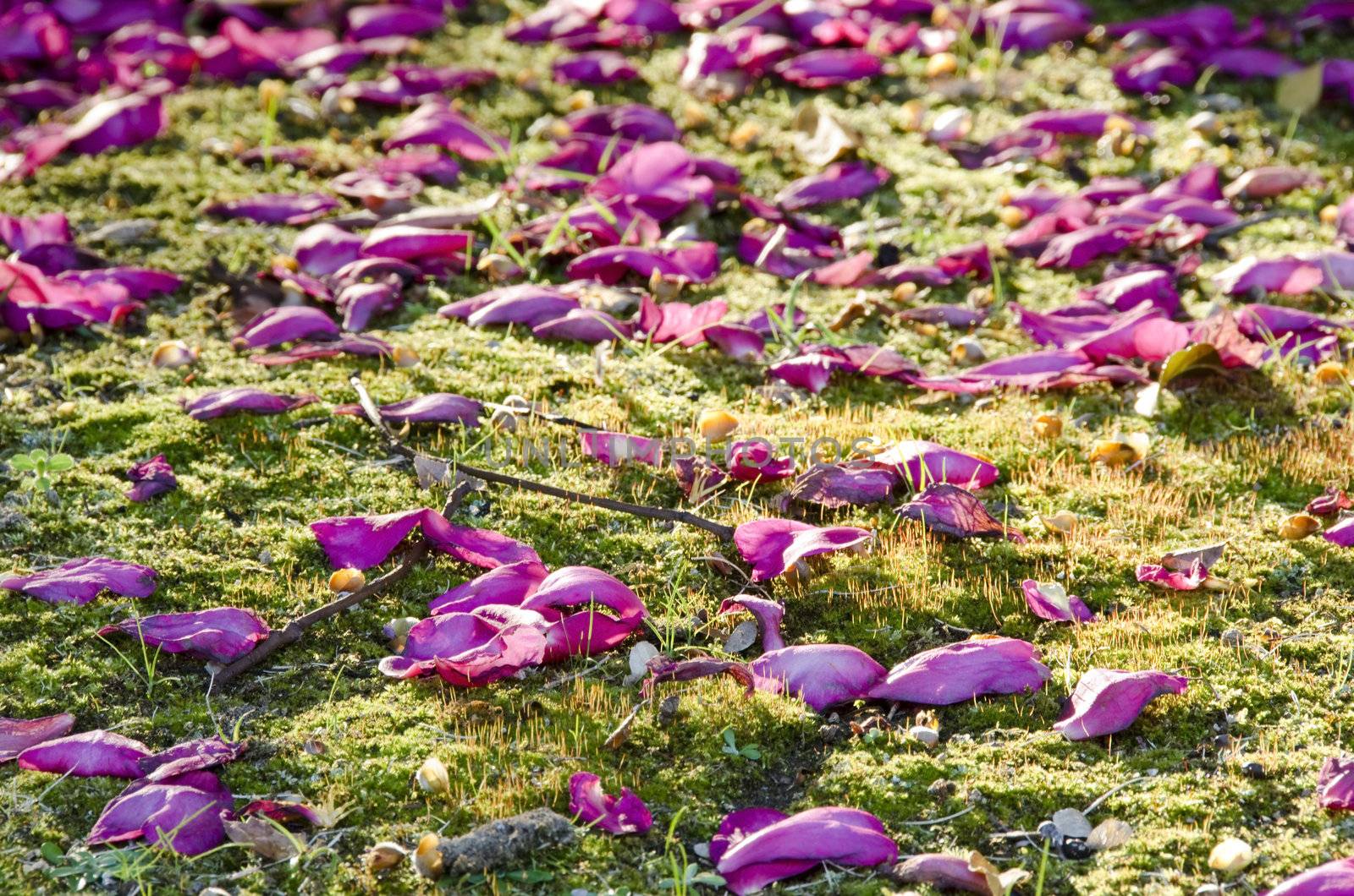 Beautiful pink rose petals on green moss background