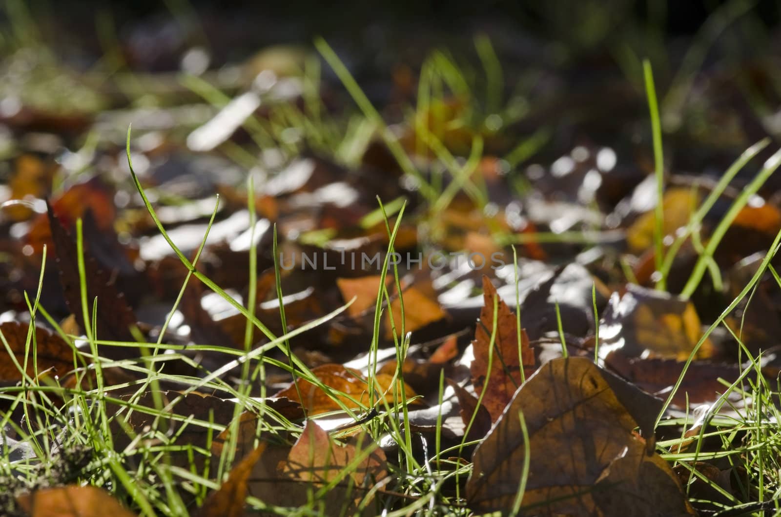 Detail of fallen autumn leaves in green fresh grass