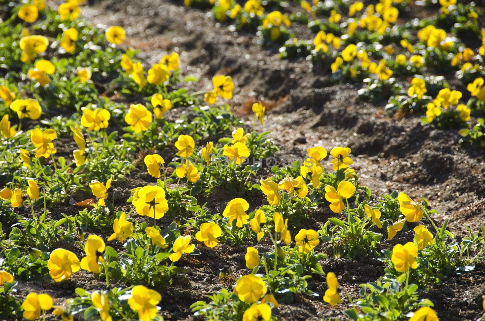 Yellow pansy field in a park in sun shine