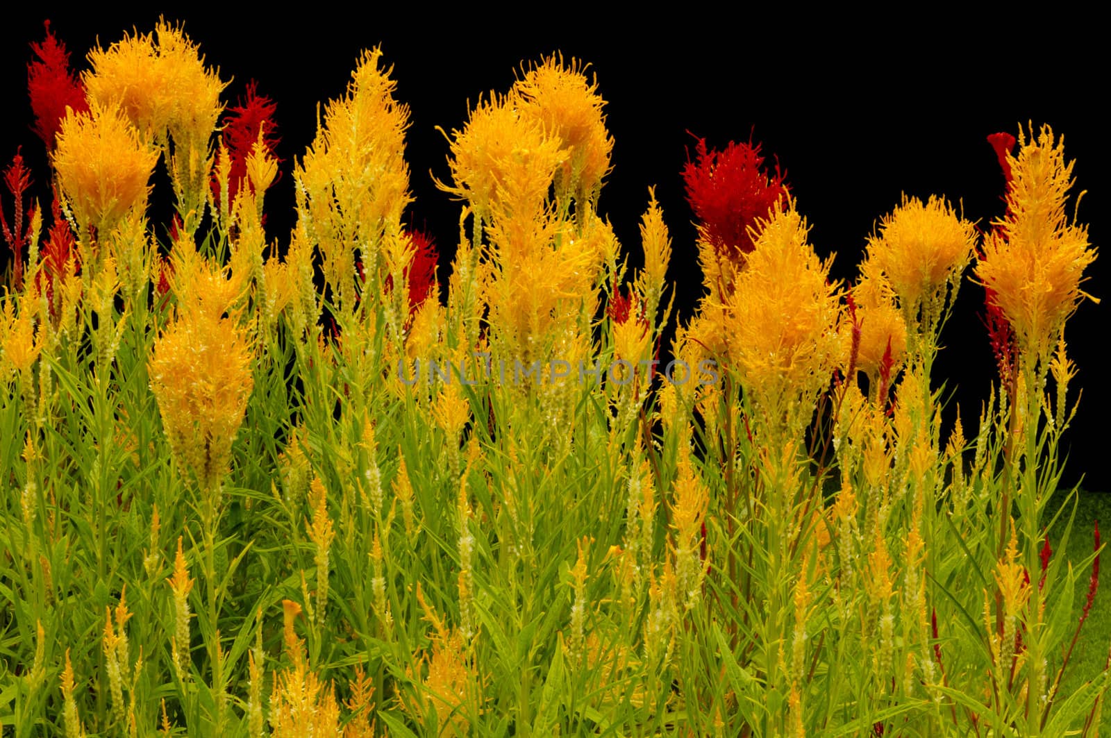 Yellow and red flowers by photoland