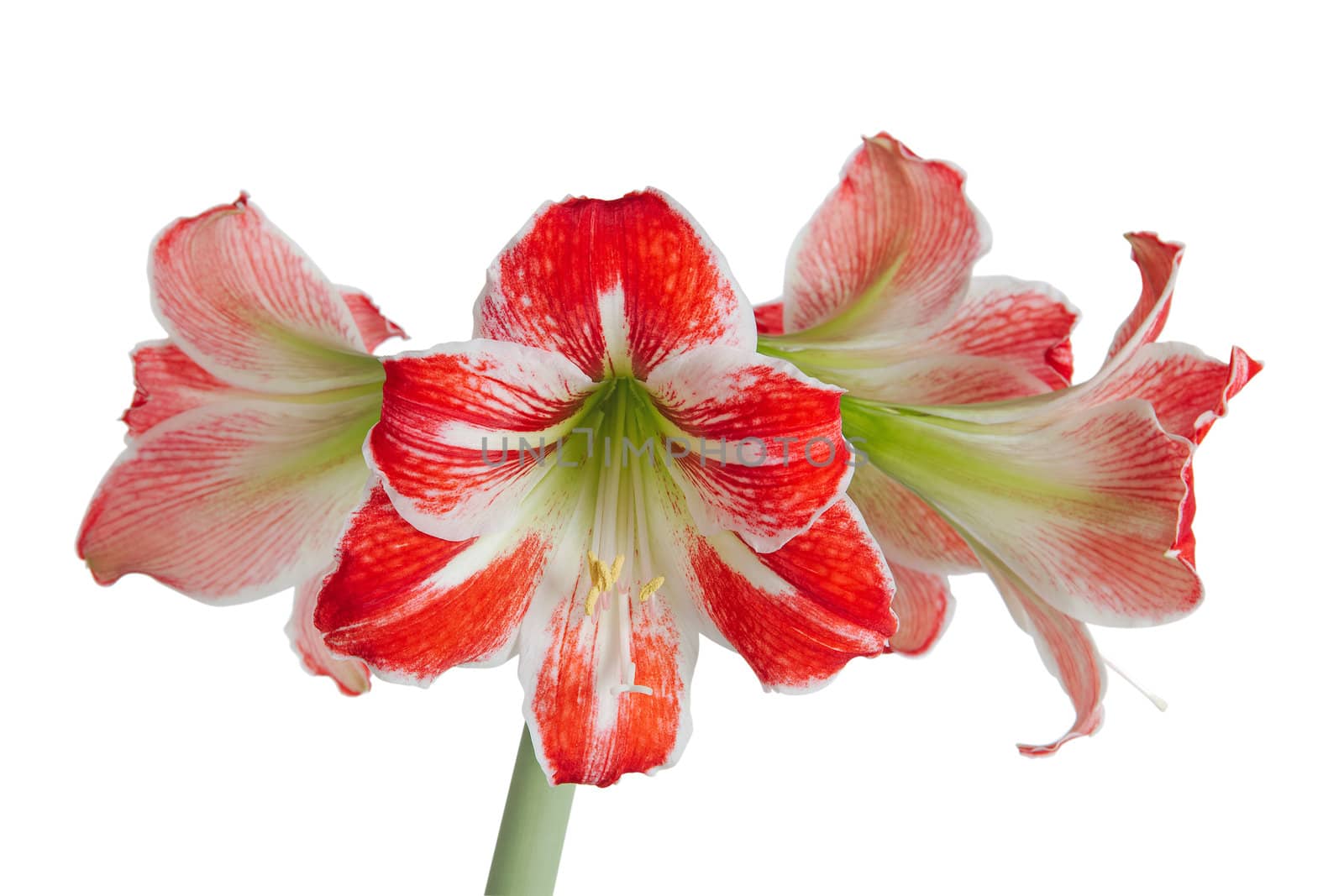 Gippeastrum, Amaryllis (Latin Hippeastrum, Amaryllis), isolated on white background