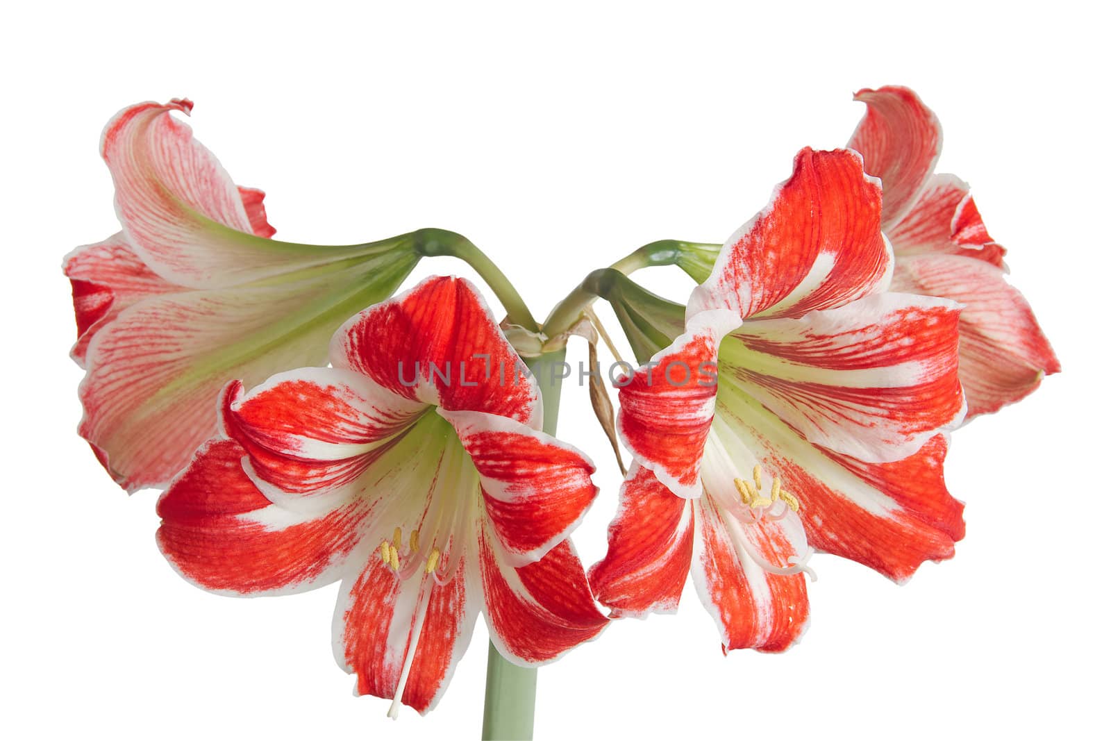 Gippeastrum, Amaryllis (Latin Hippeastrum, Amaryllis), isolated on white background
