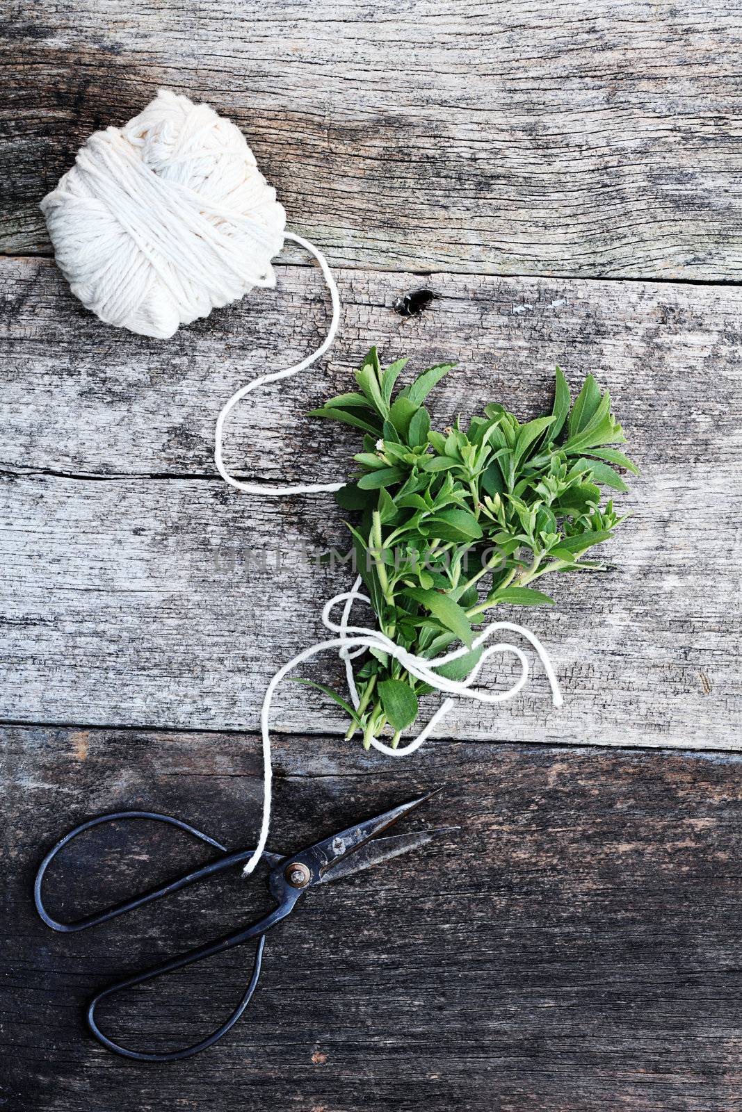 Fresh organically grown stevia tied together in a bundle with antique scissors. 

