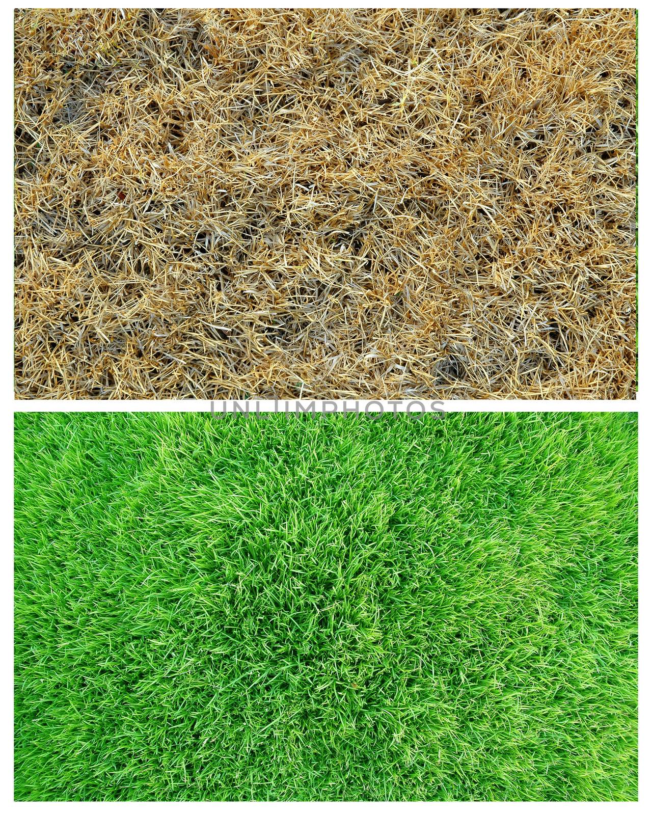 fresh and dried grass by anankkml