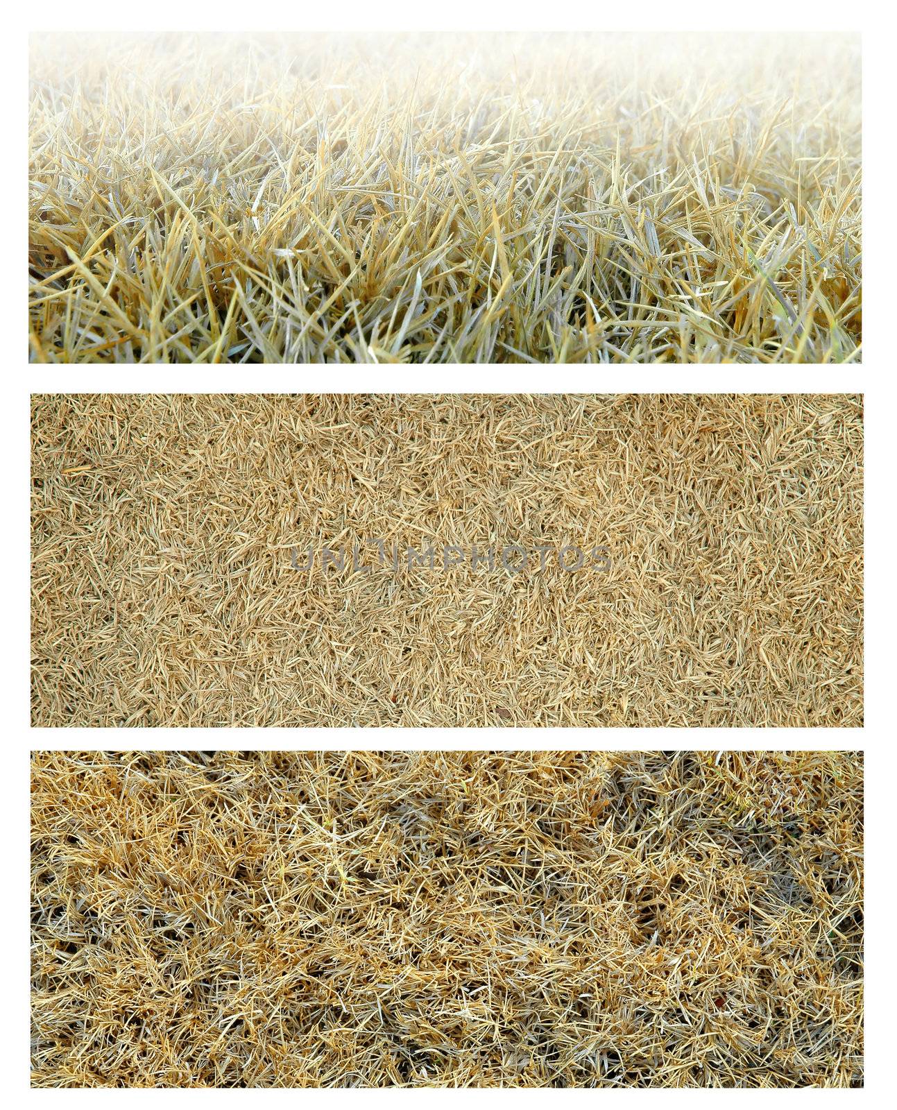 dried grass