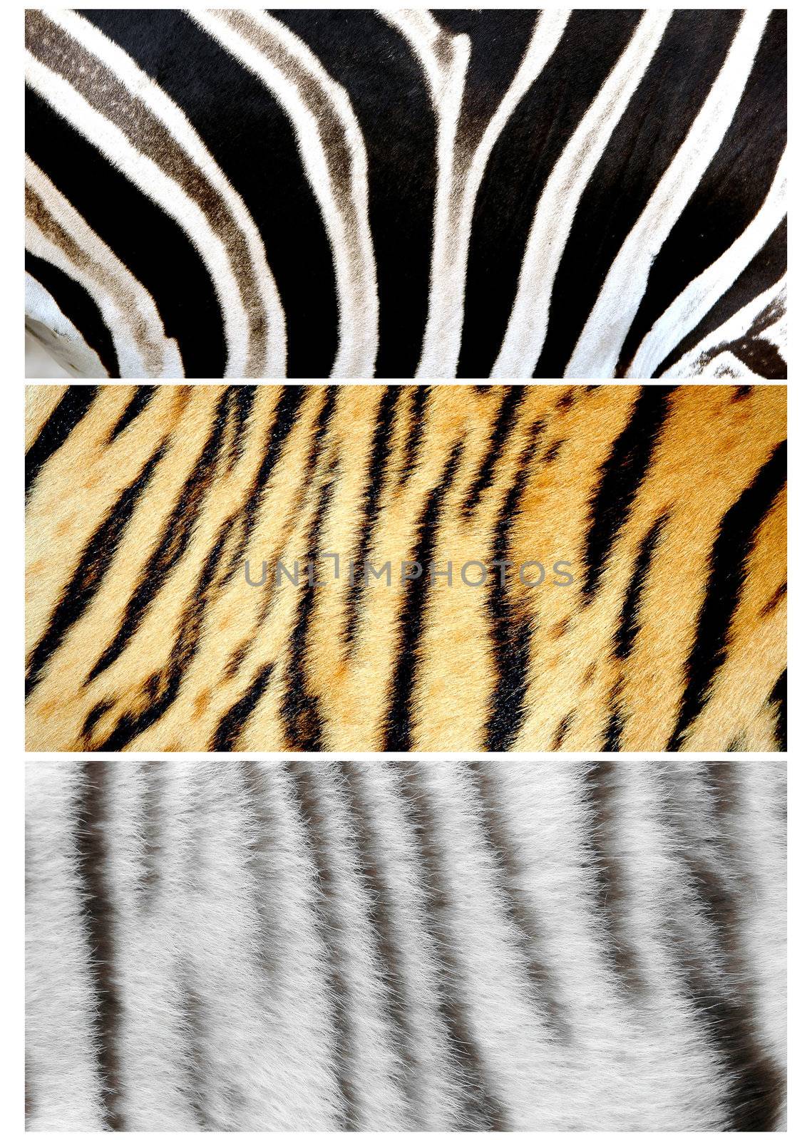 3 style animal skin