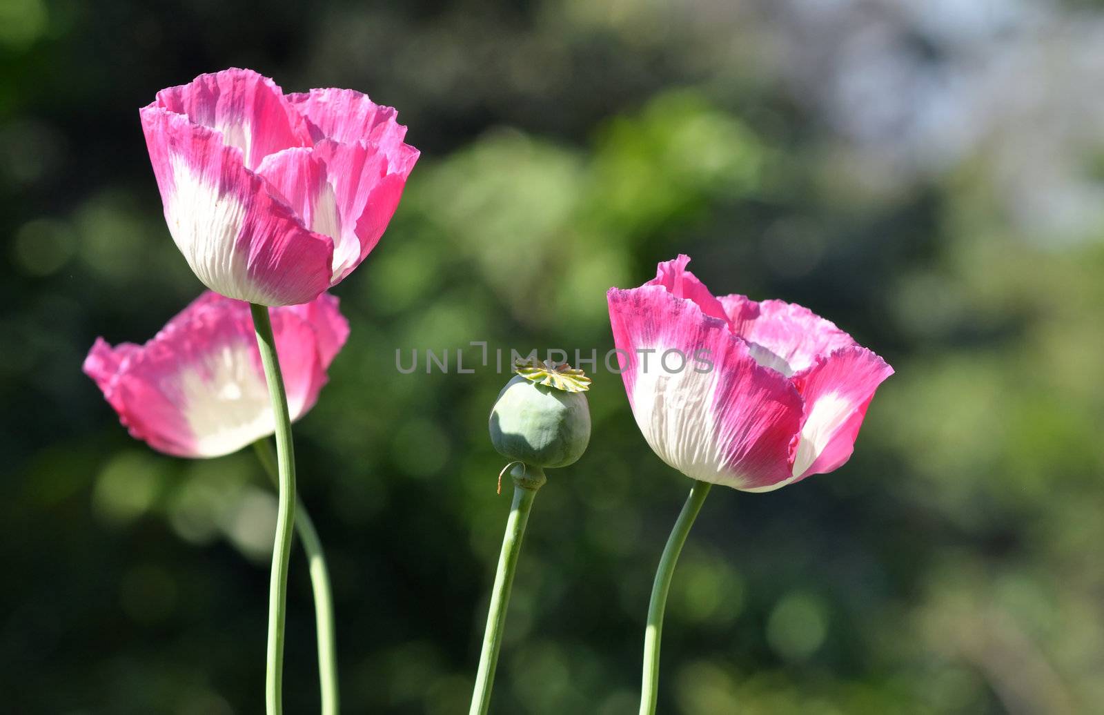 poppy flower