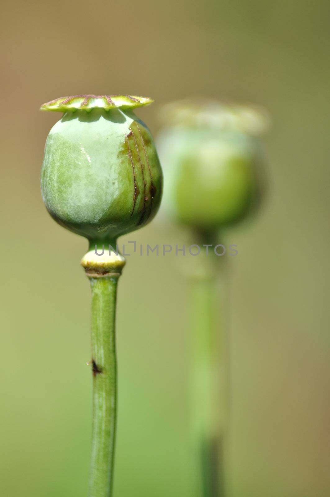 poppy capsule