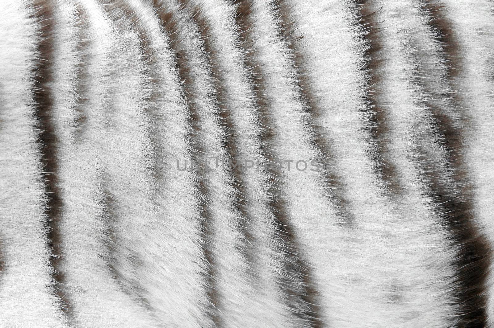 white tiger skin by anankkml