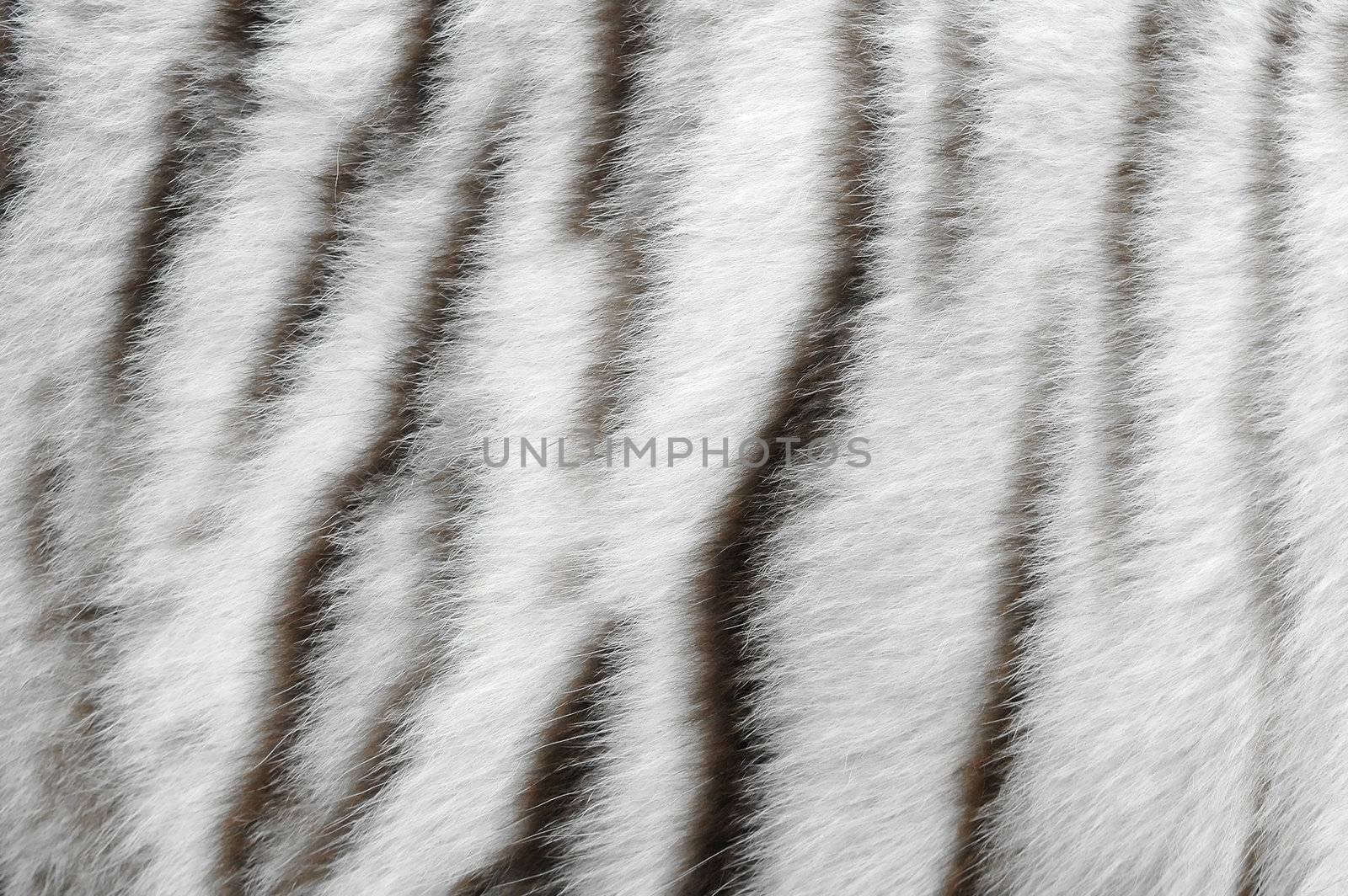 white tiger skin by anankkml