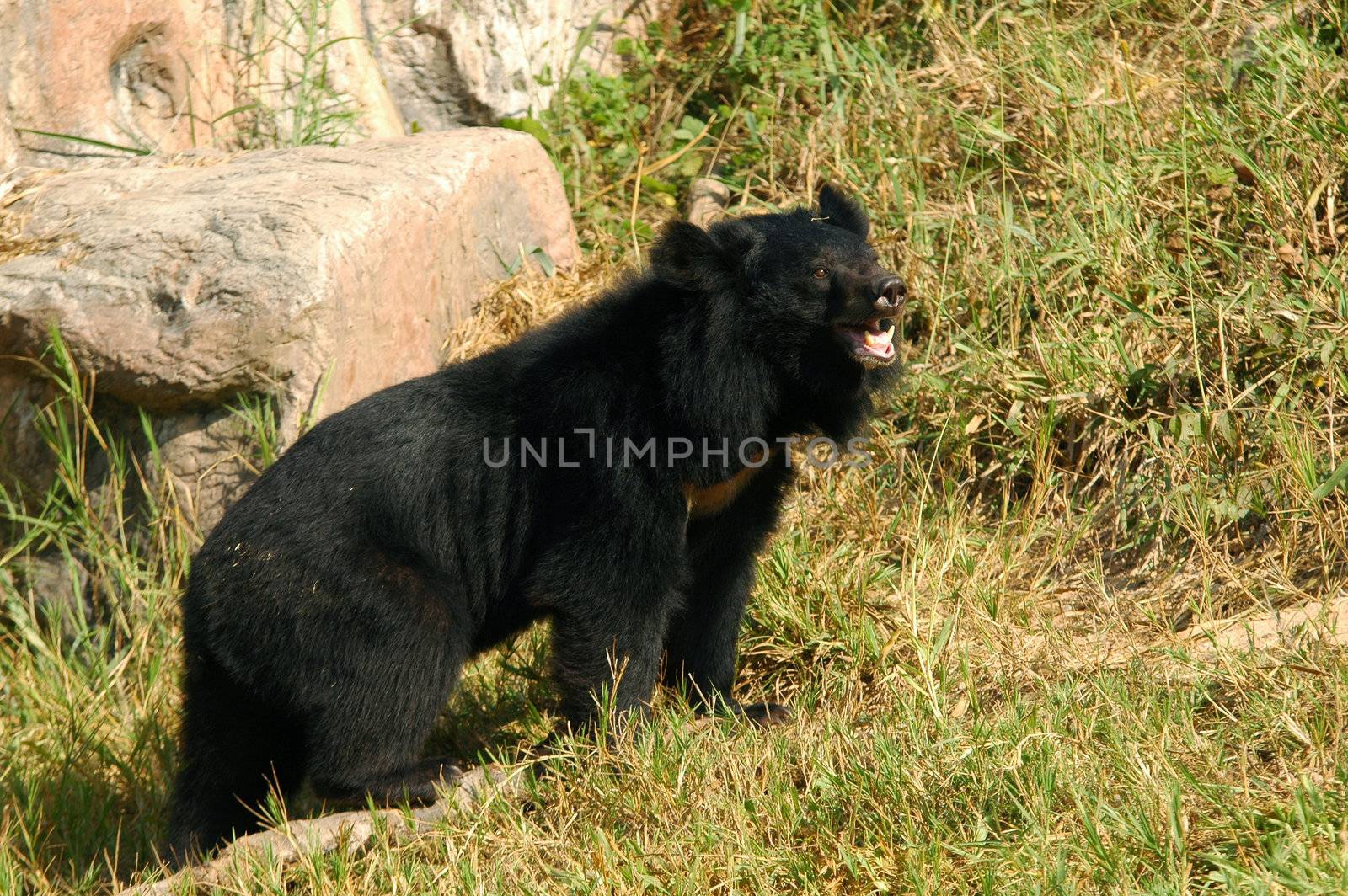 asiatic black bear