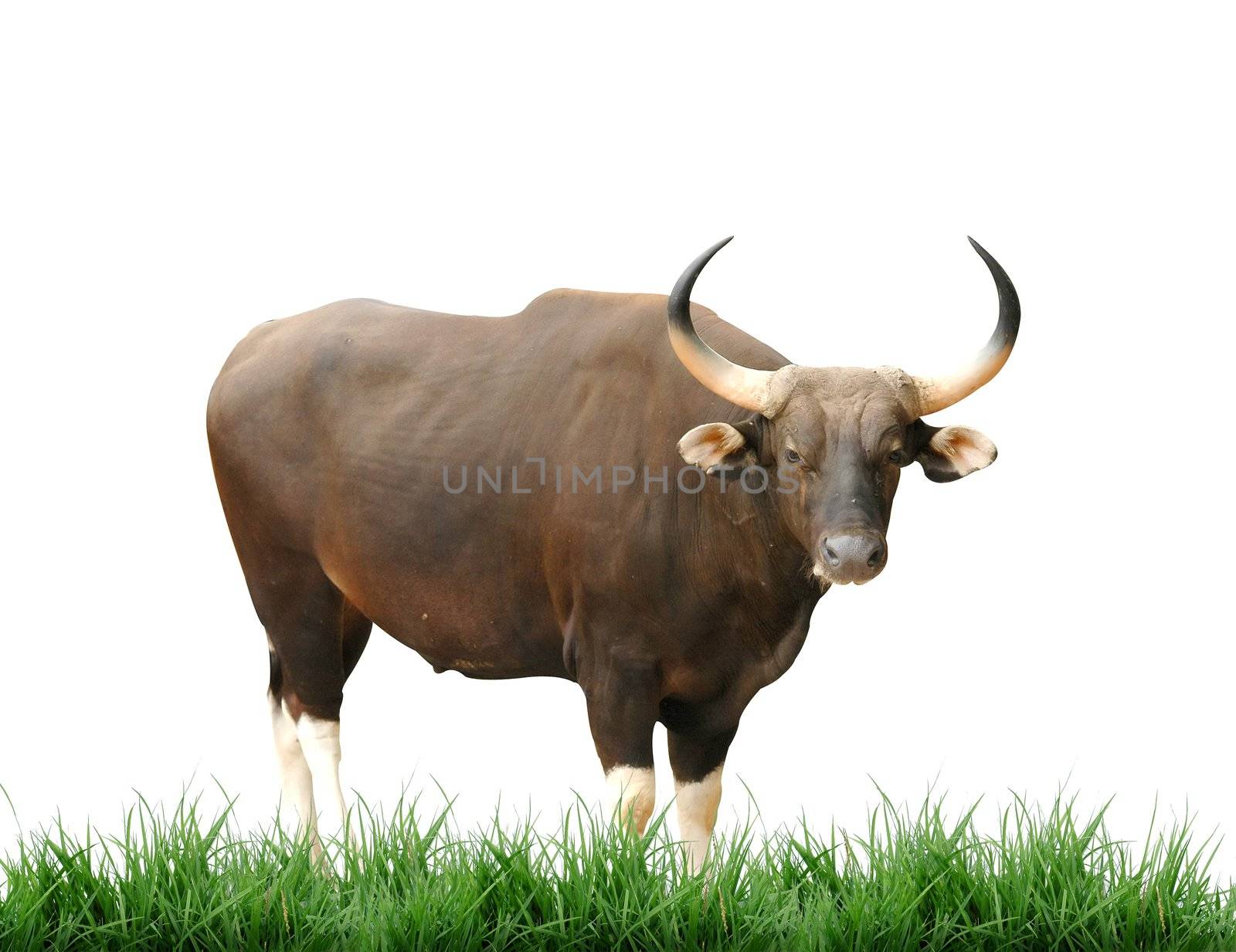 male banteng with green grass isolated