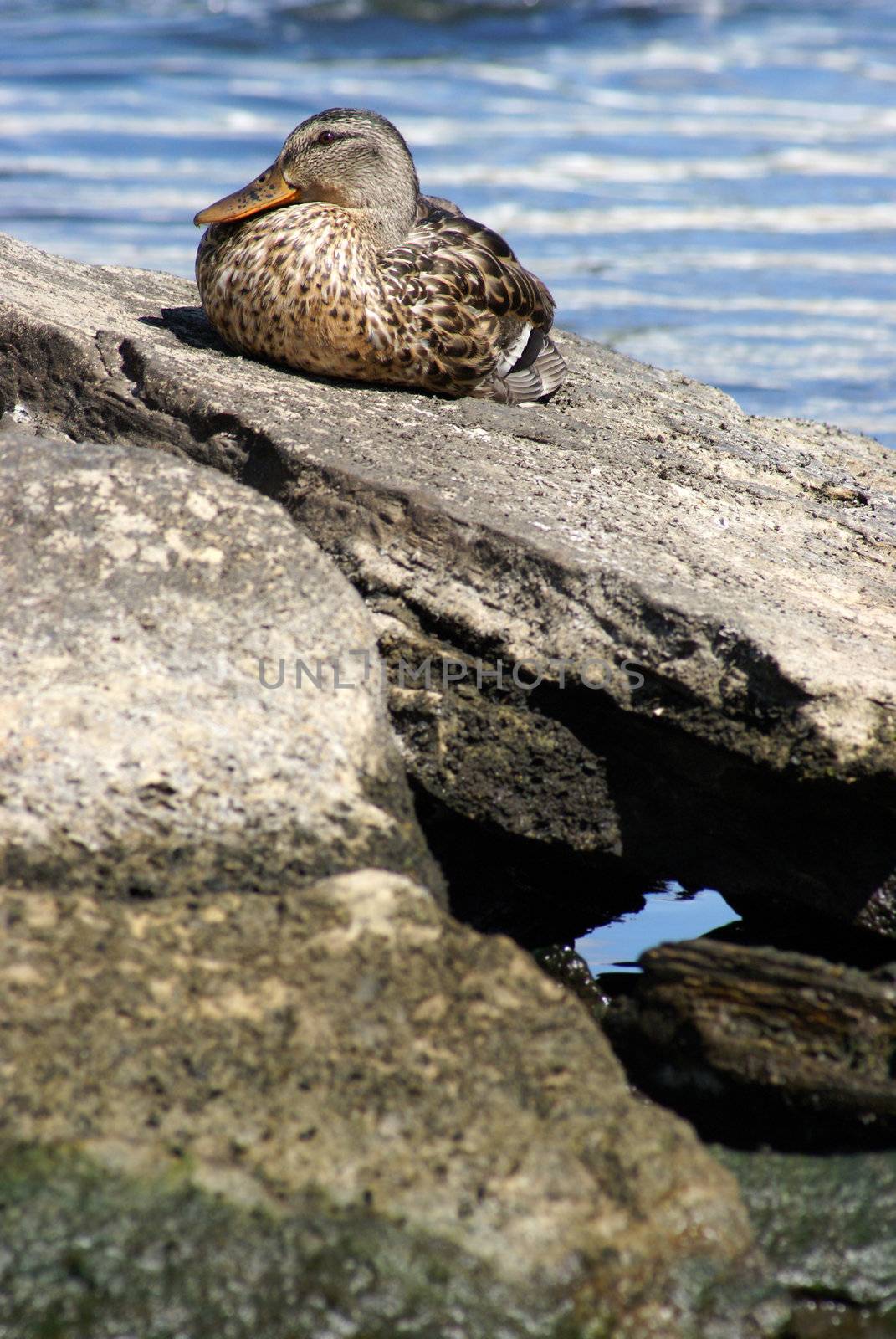 A female mallard duck rests on a rock to soak up the morning sunshine.