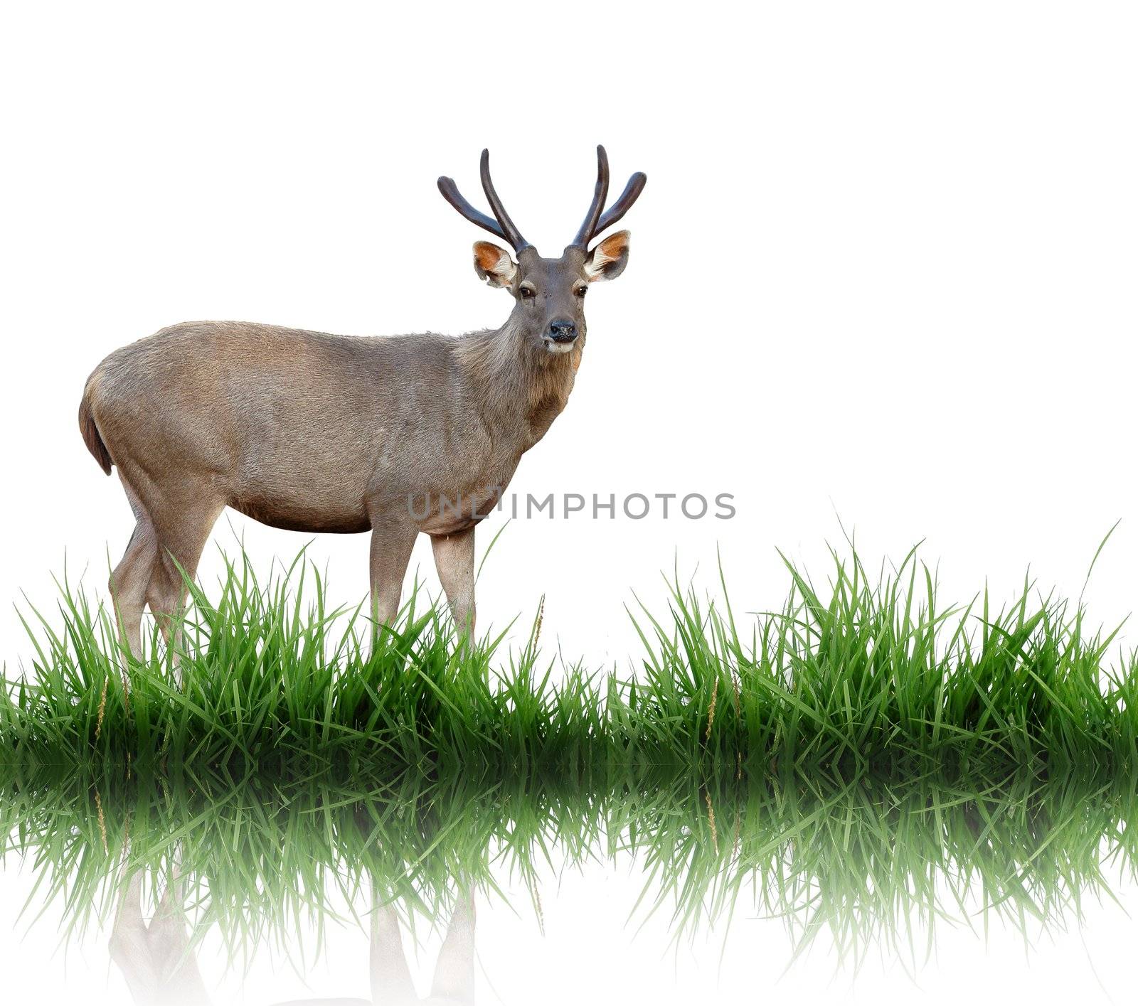 sambar with green grass isolated