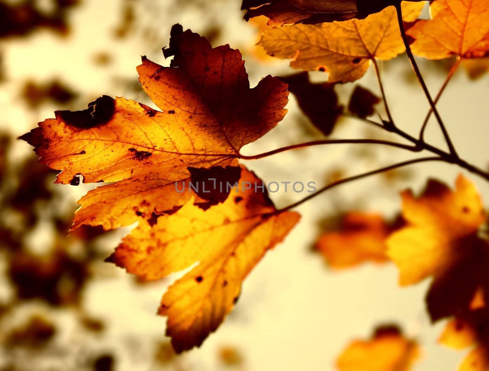 Grunge autumn by Anna_Omelchenko