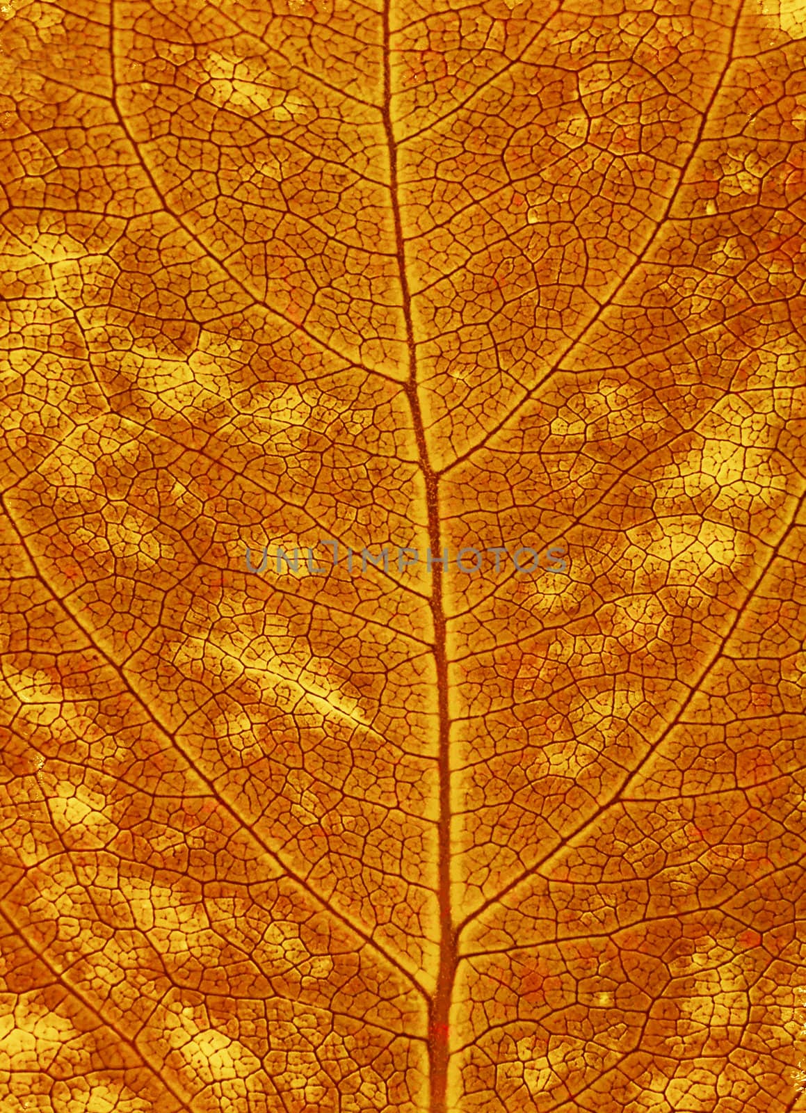 Autumn leaf background by Anna_Omelchenko