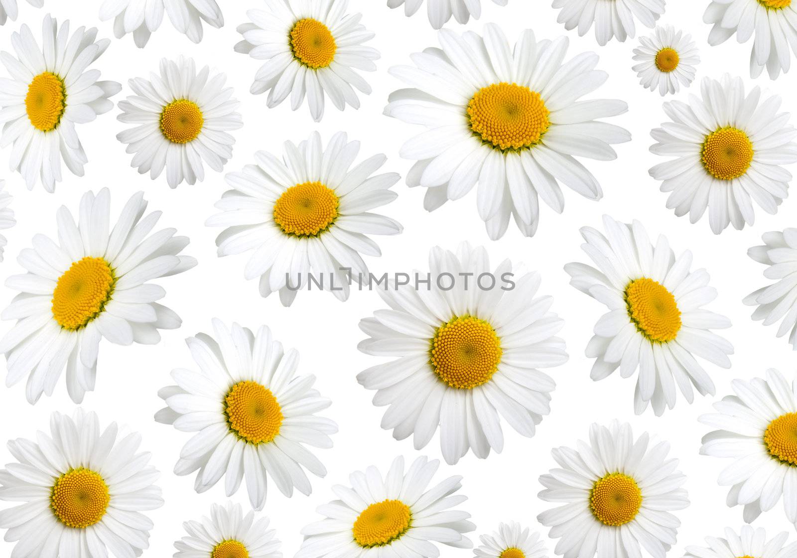 chamomile flowers texture, on a white background