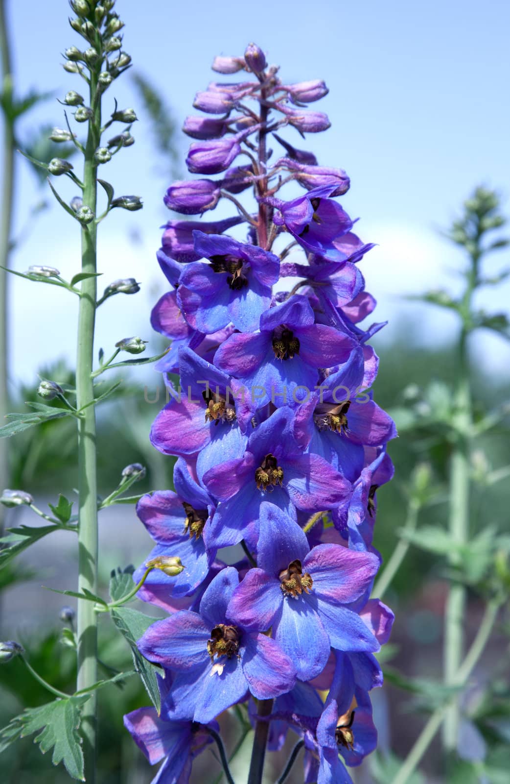 blue Delphinium flower in the botanical garden.