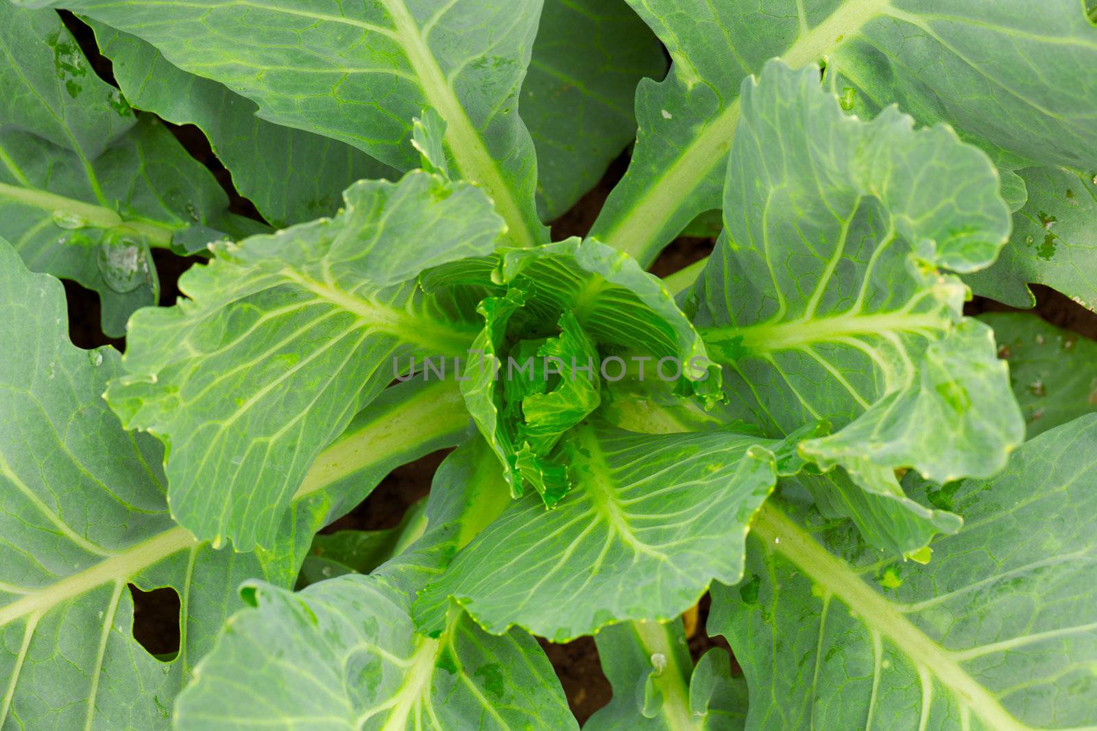 young cabbage head on the vegetable bed